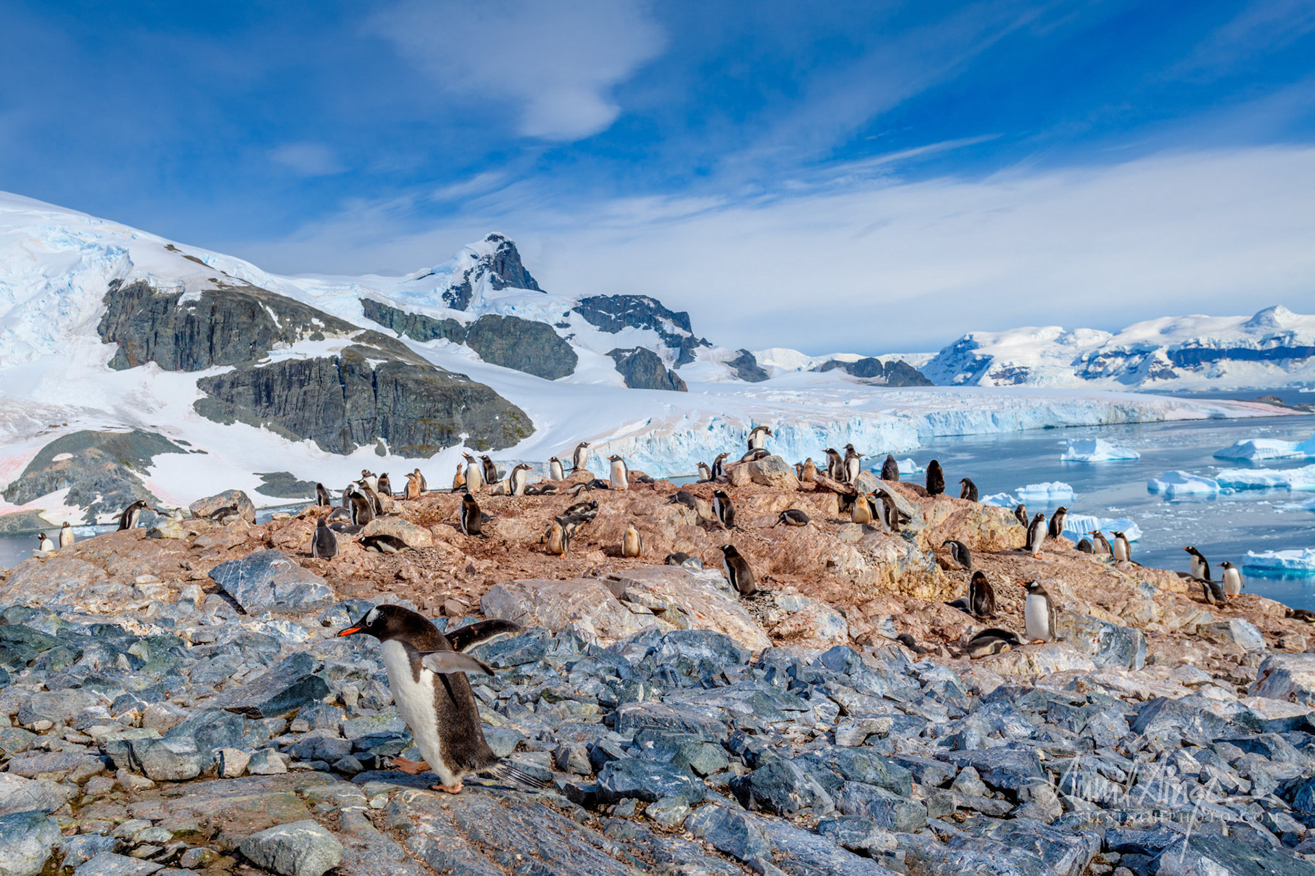 Gentoo penguin (Pygoscelis papua) colony at Cuverville, Antarctica