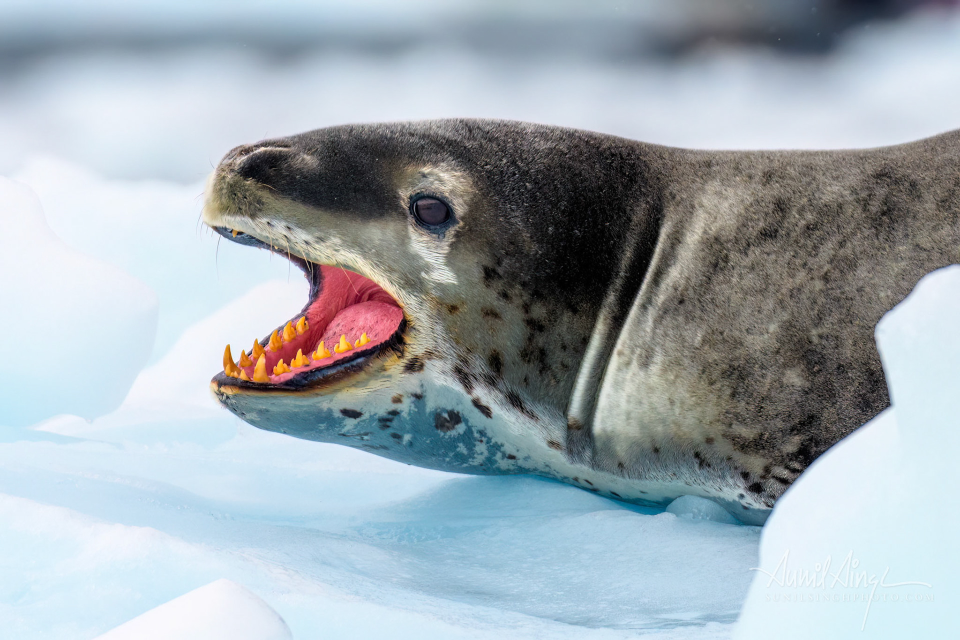 Leopard Seal, Cierva Cove, Antarctica