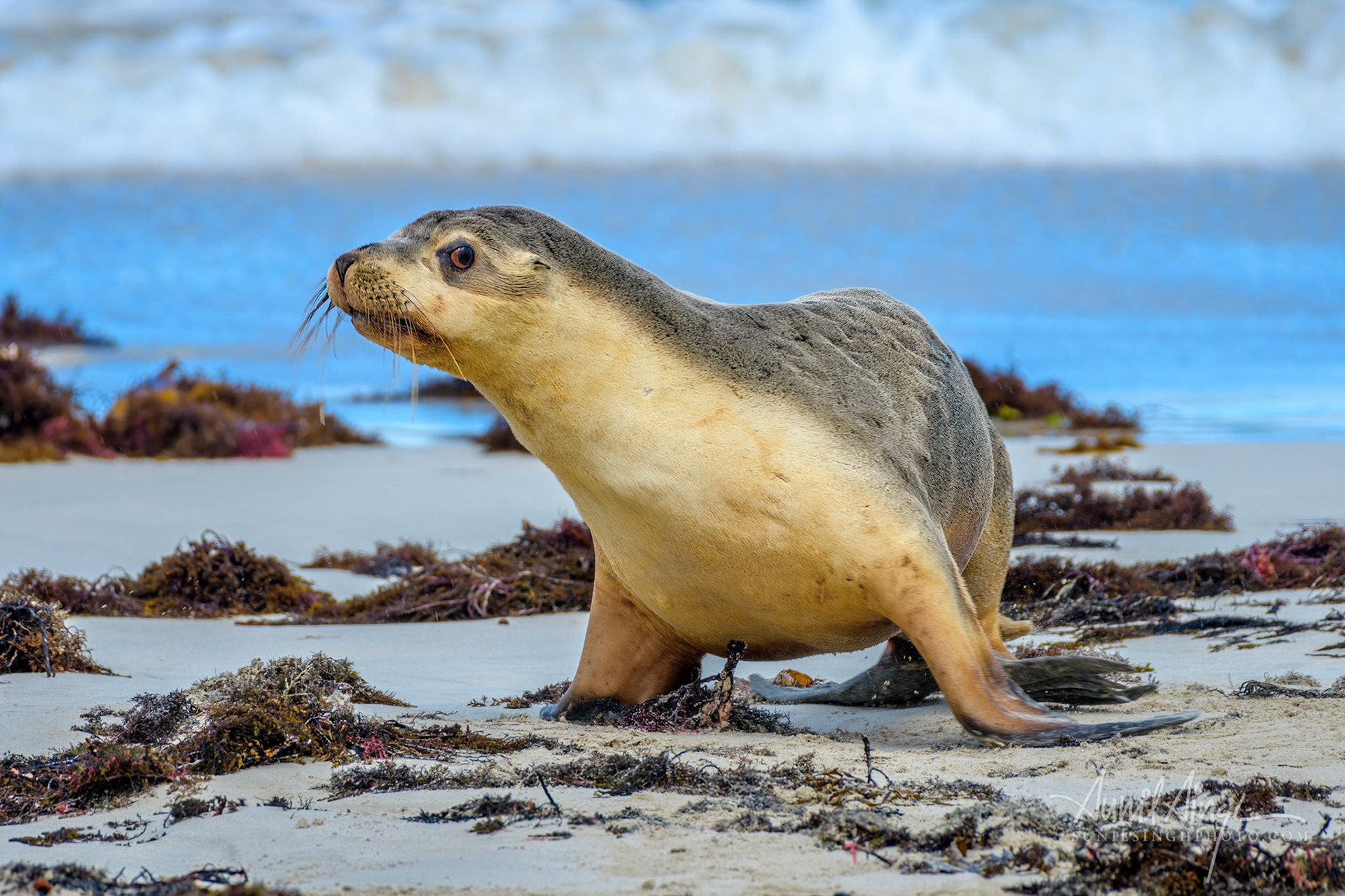 Australian Sea Lion, Seal Bay, Kangaroo Island, Australia