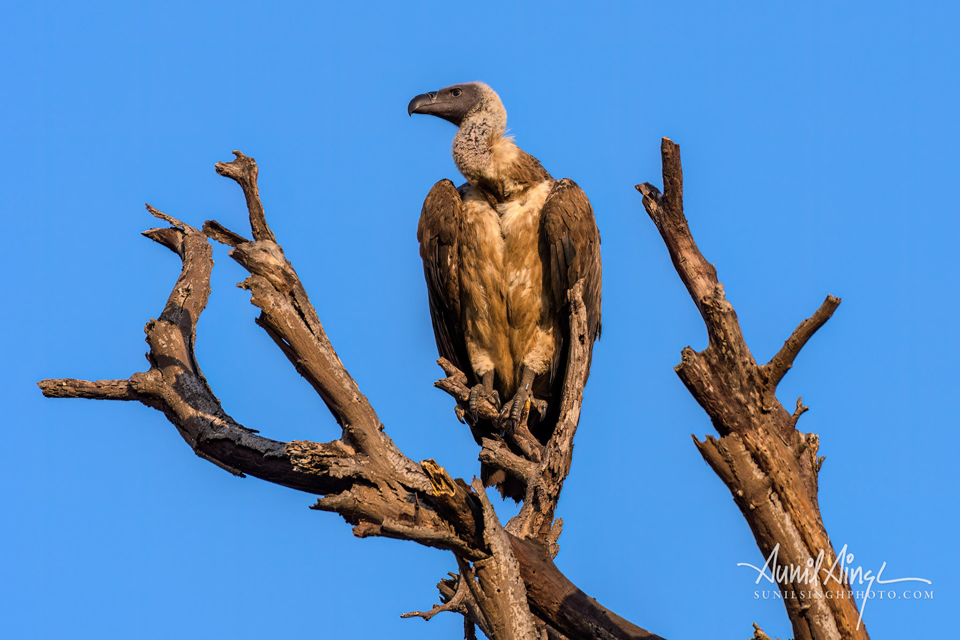 Cape vulture or Cape griffon (Gyps coprotheres), Khwai River, Moremi Game Reserve, Botswana