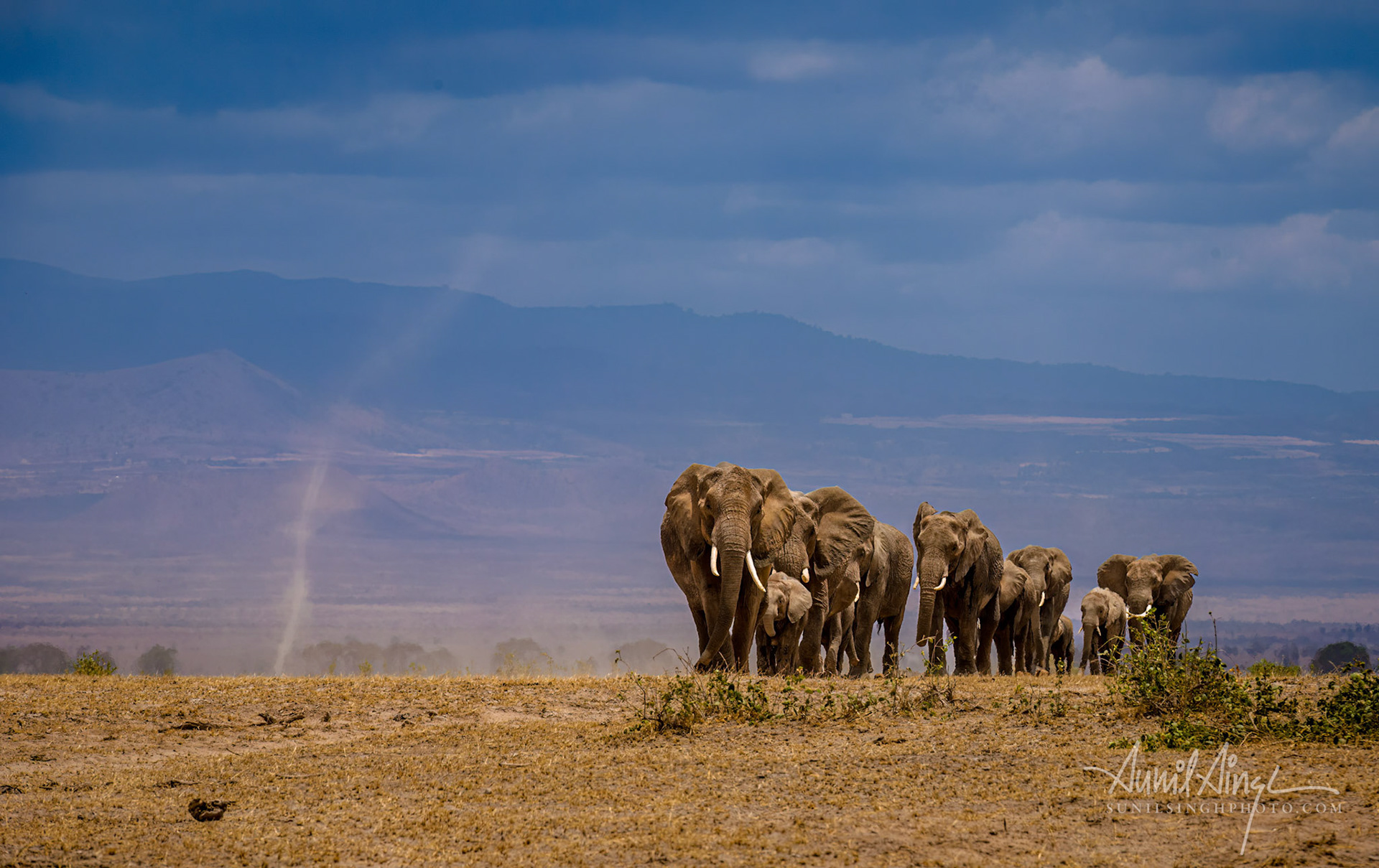 African Elephants and a dust devil, Amboseli National Park, Kenya