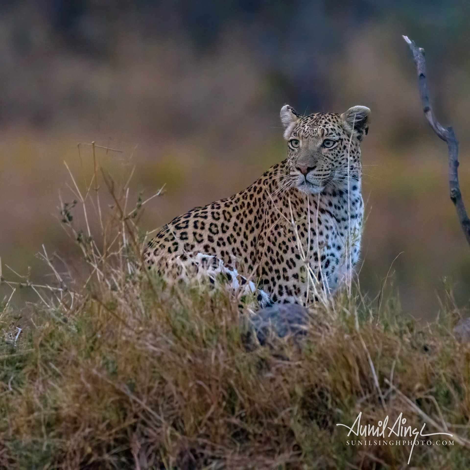 Leopard, Okavango Delta, Xakanaxa, Moremi Game Reserve