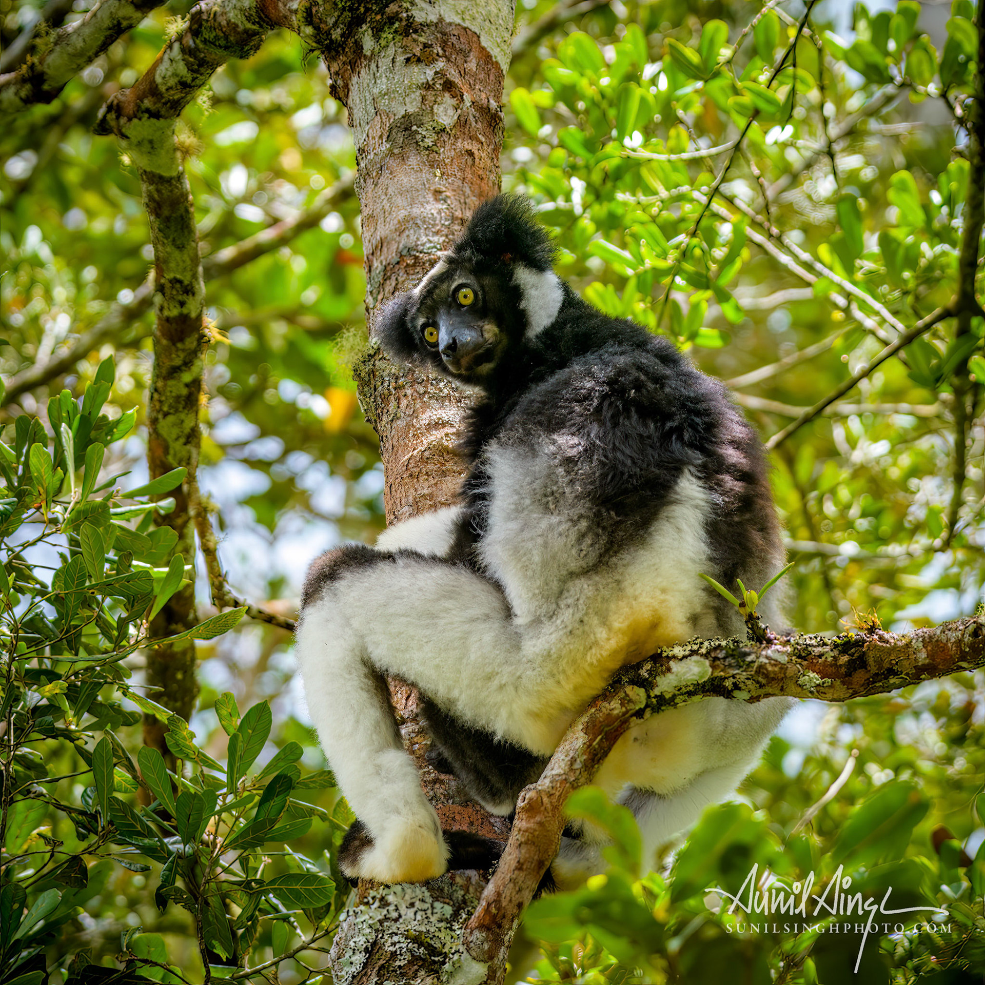 Indri, Andasibe-Mantadia National Park, Madagascar