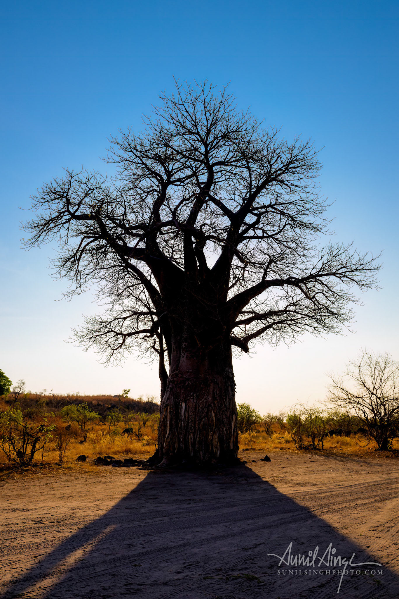 Baobab tree, Savuti - Chobe National Park, Botswana