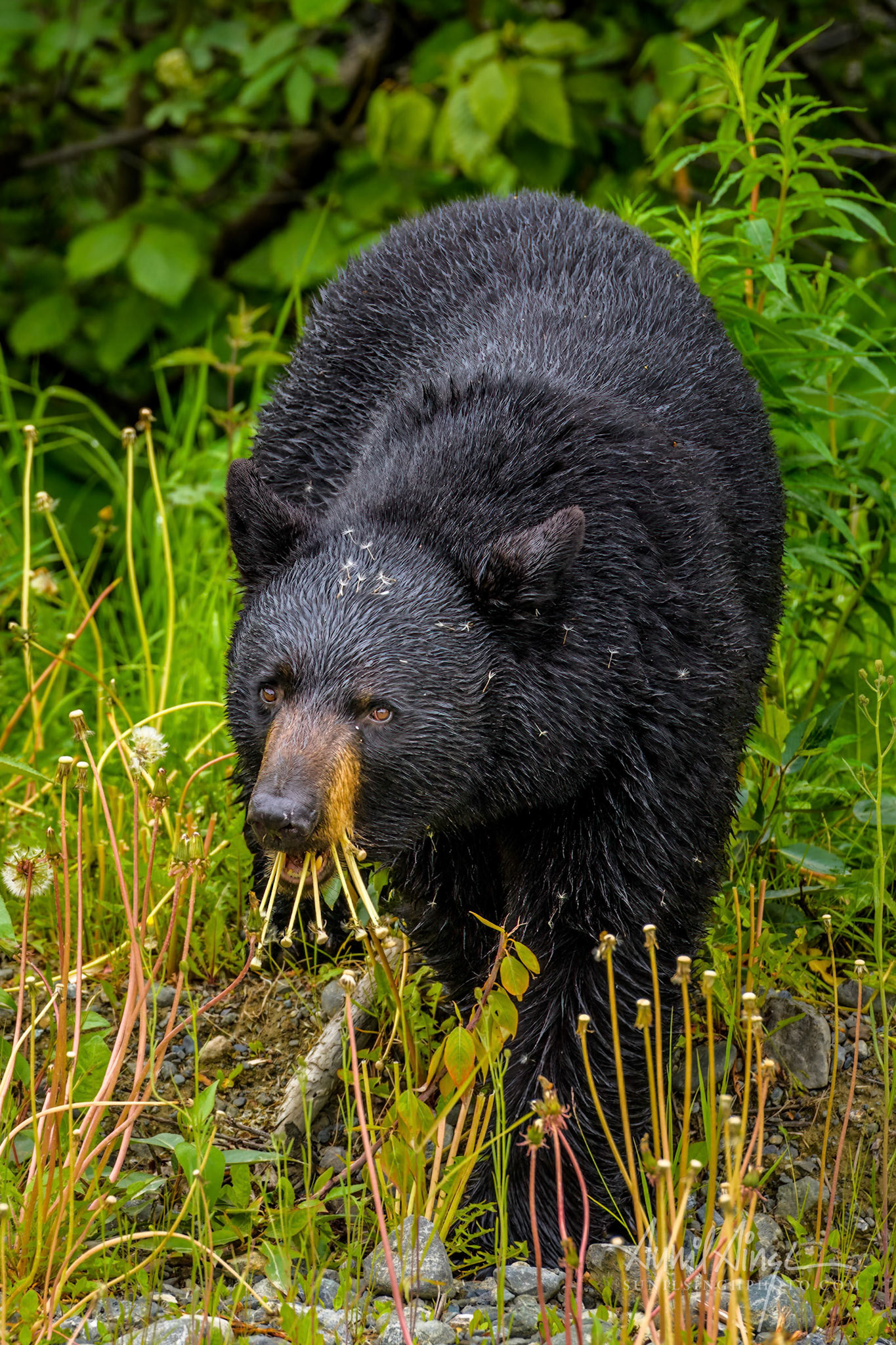 Black Bear. Anchorage, Alaska, USA