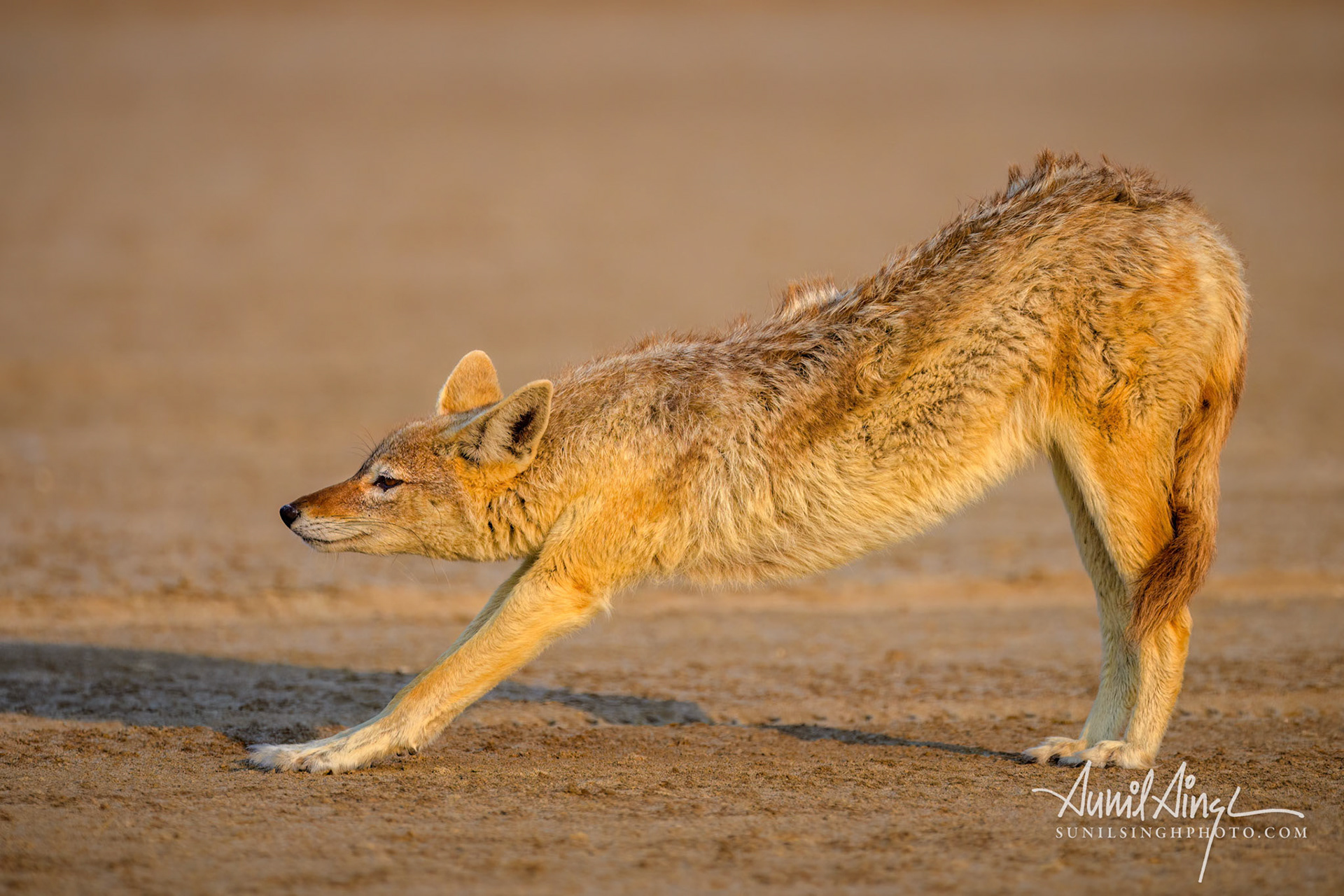 Black-backed jackal, Walvis Bay, Namibia