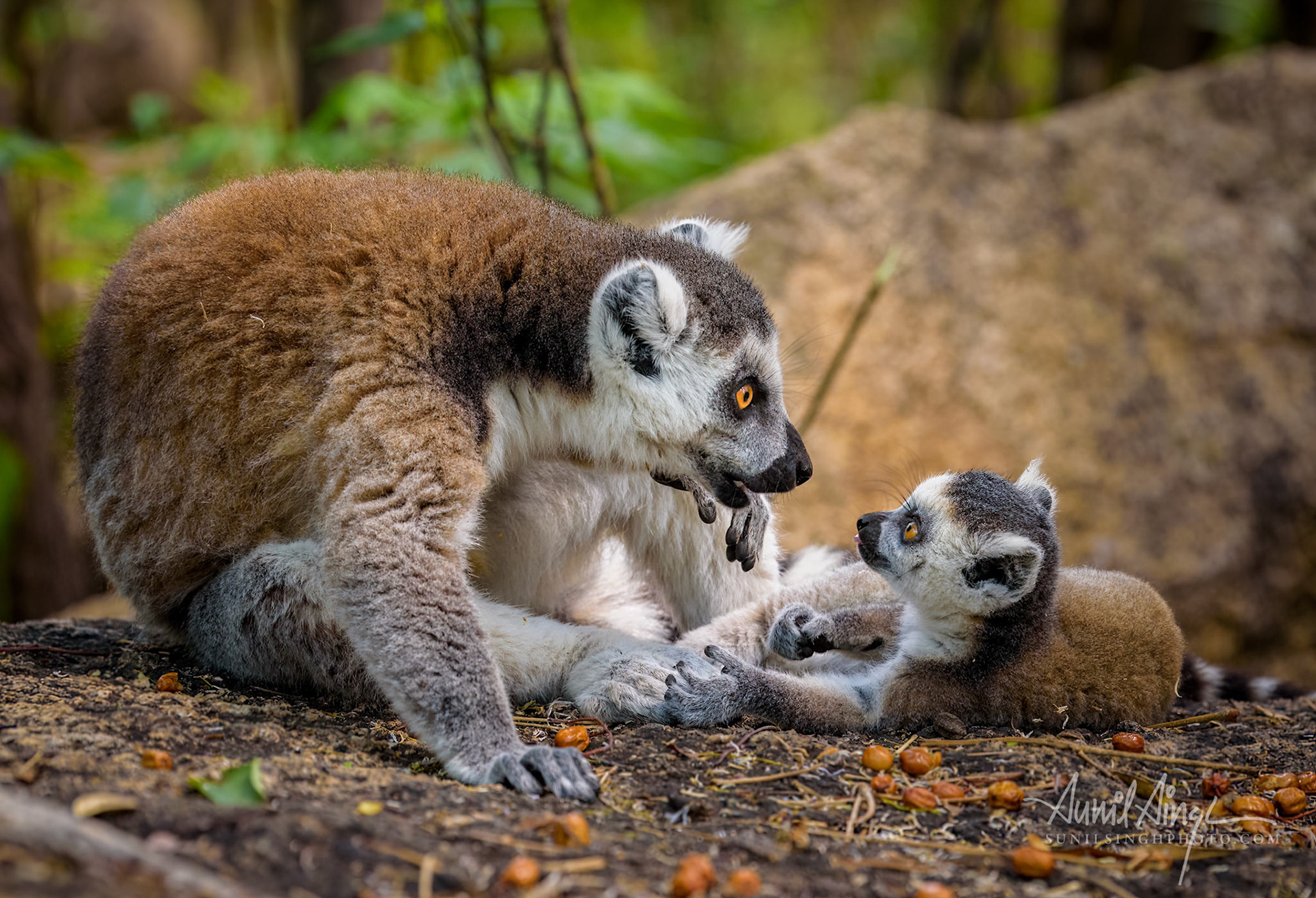 Ring-tailed lemur, Anja Reserve- Ambalavao -village managed park, Madagascar