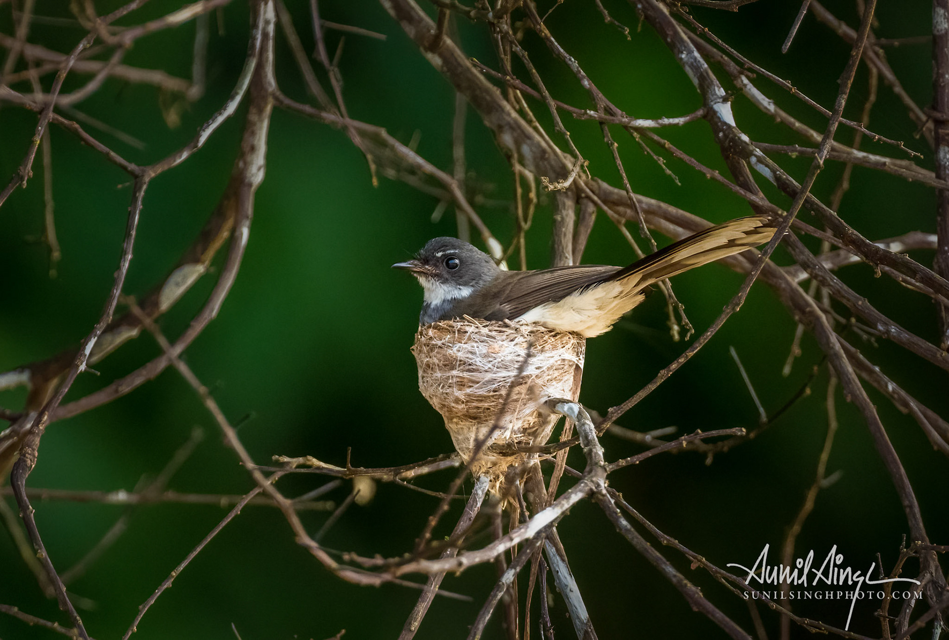 Malaysian pied fantail (Rhipidura javanica), Kinabatangan River, Borneo, Malaysia