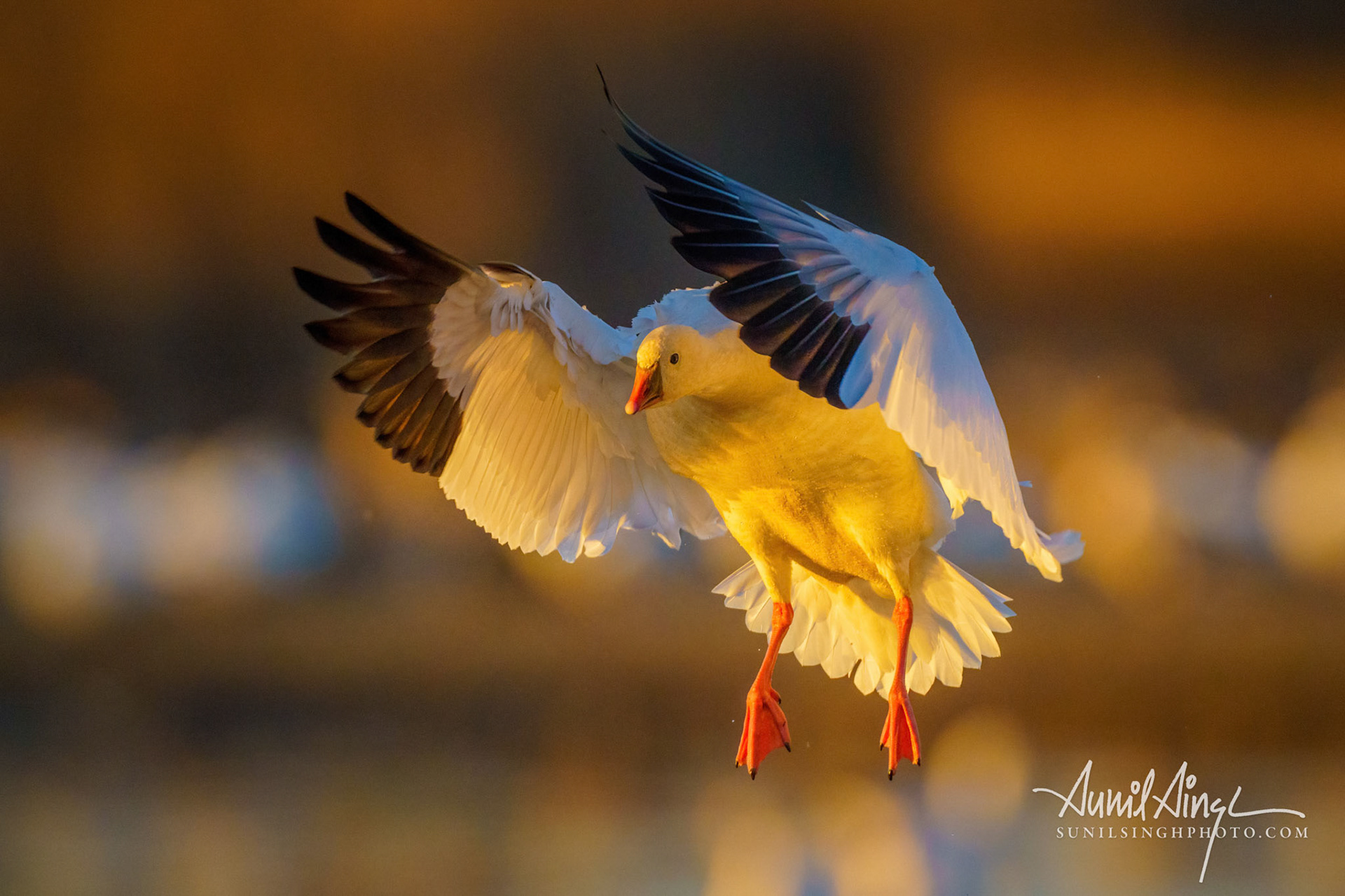 Ross's goose (Anser rossii), Colusa, CA, USA