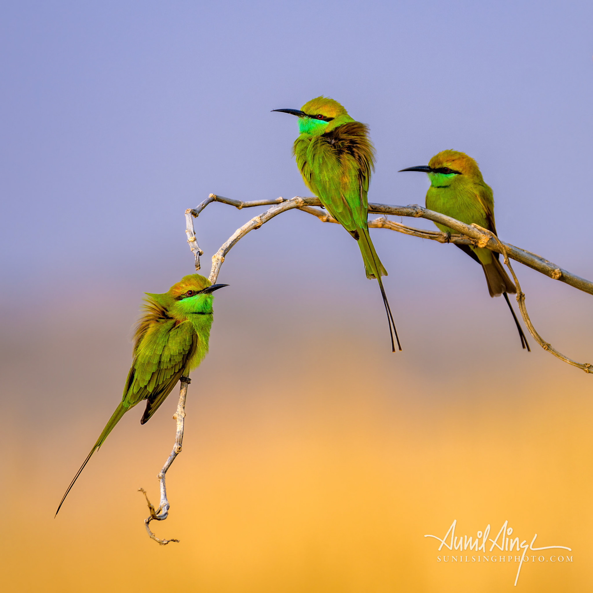 Asian green bee-eater (Merops orientalis), A dessert camp near Jaisalmer, Rajasthan, India