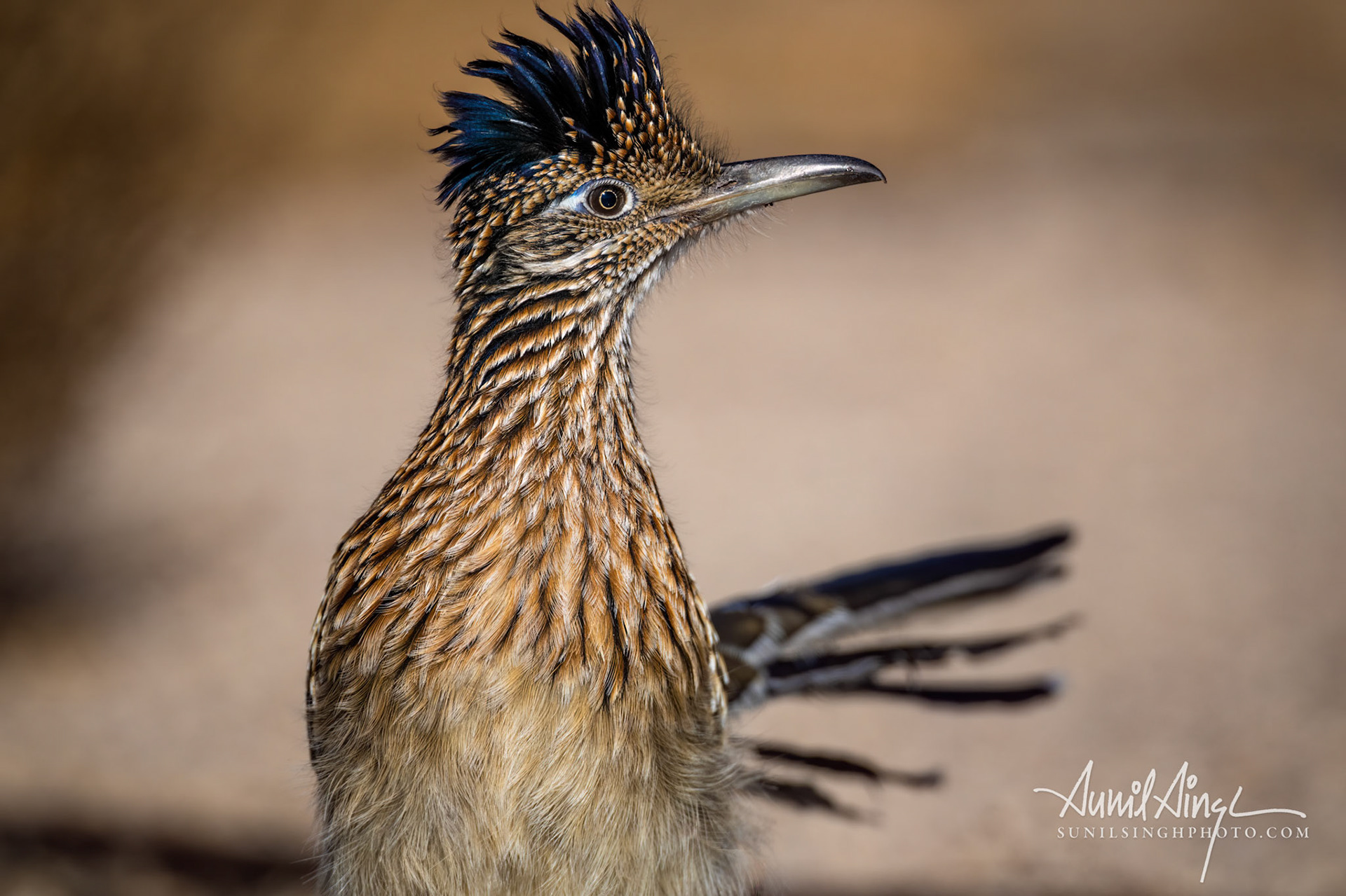 Greater roadrunner (Geococcyx californianus), Rio Grande Valley State Park, Albuquerque, NM, USA