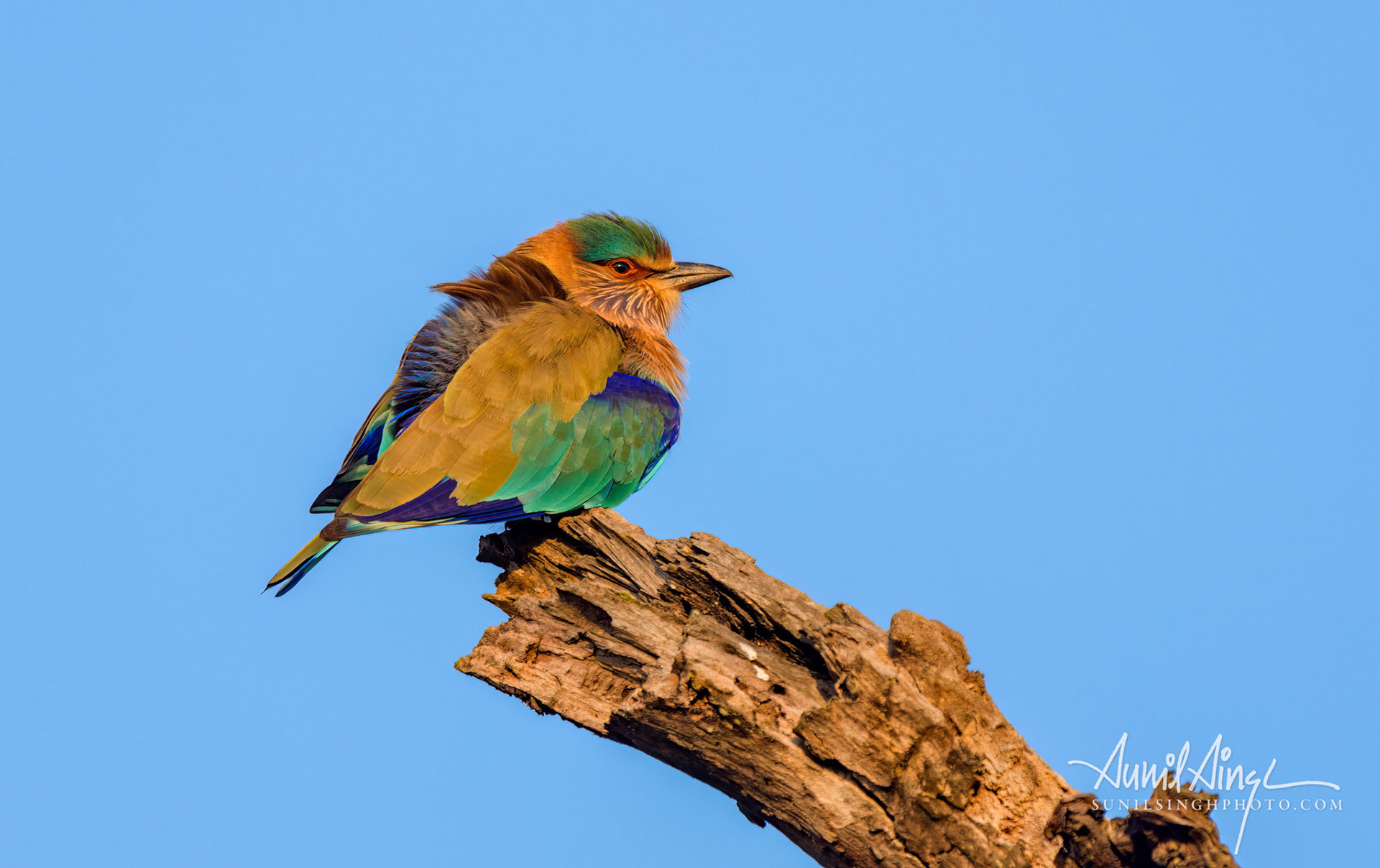 Indian roller (Coracias benghalensis), Kanha Tiger Reserve, Madhya Pradesh, India