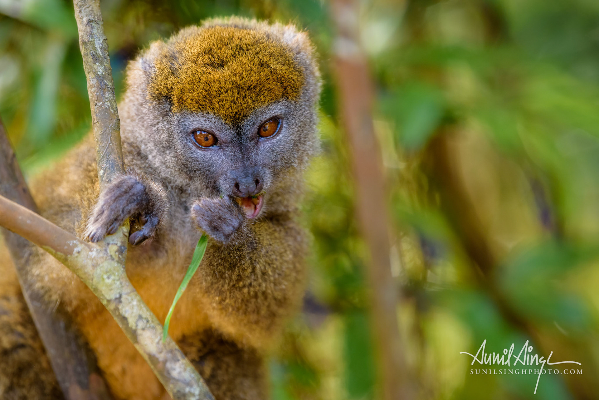Bamboo lemur, Vakona Preserve , Madagascar