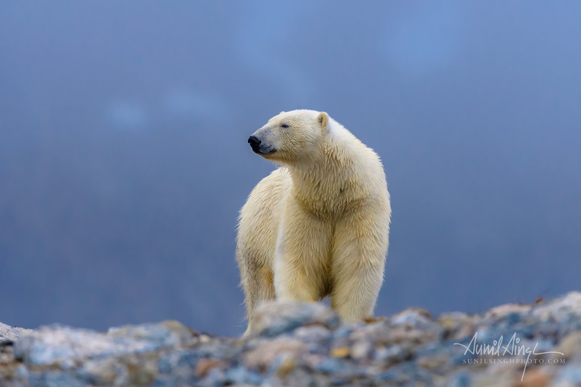 Polar Bear, Svalbard, Norway