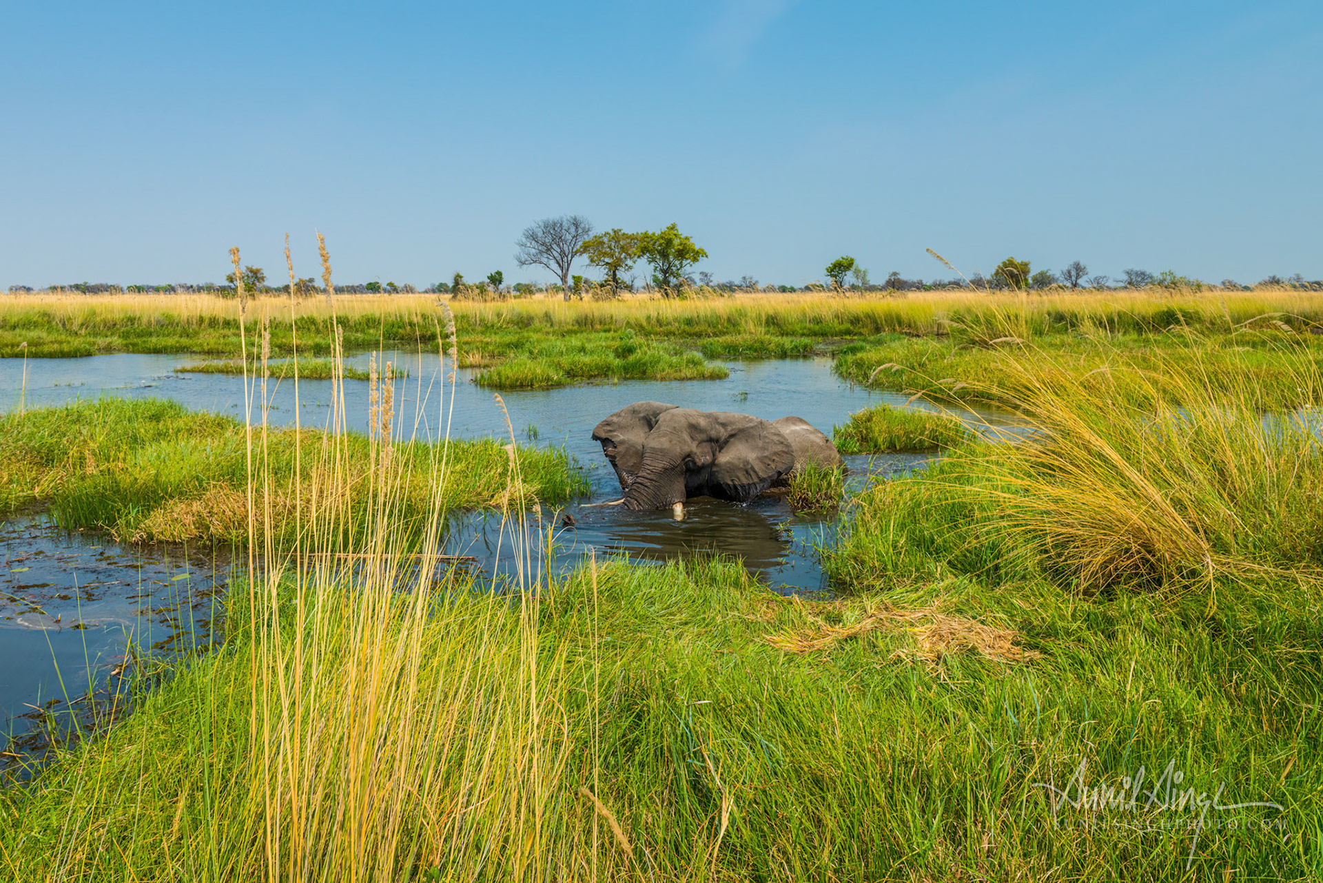 African Elephant, Okavango Delta, Xakanaxa, Moremi Game Reserve