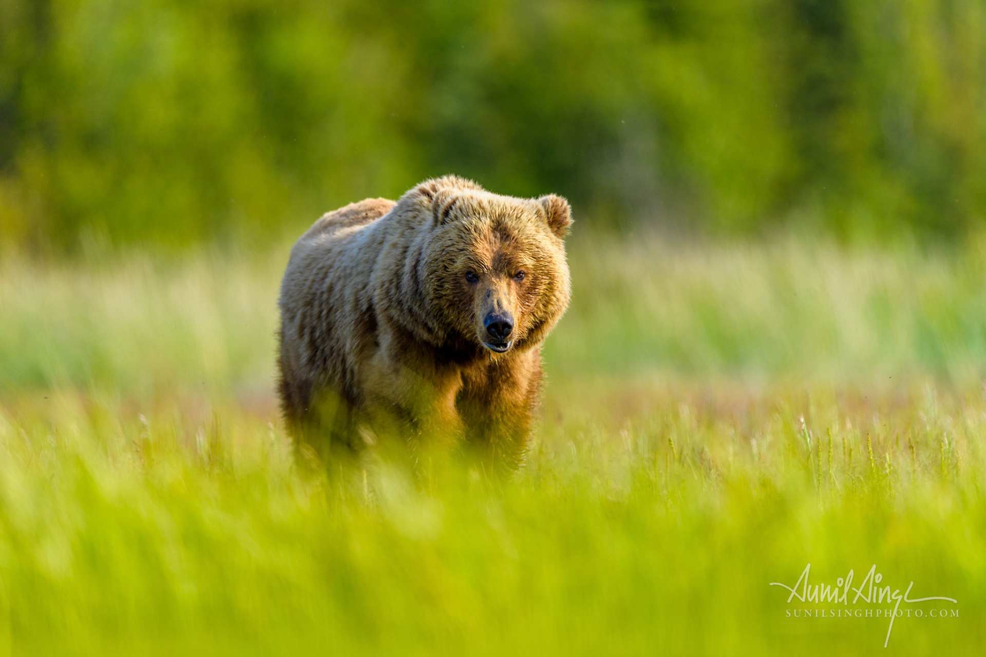 Brown Bear, Katmai National Park, Homer, Alaska
