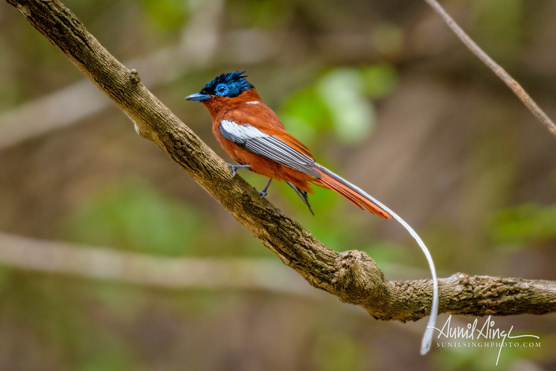 Malagasy paradise flycatcher (Terpsiphone mutata), Isalo , Madagascar
