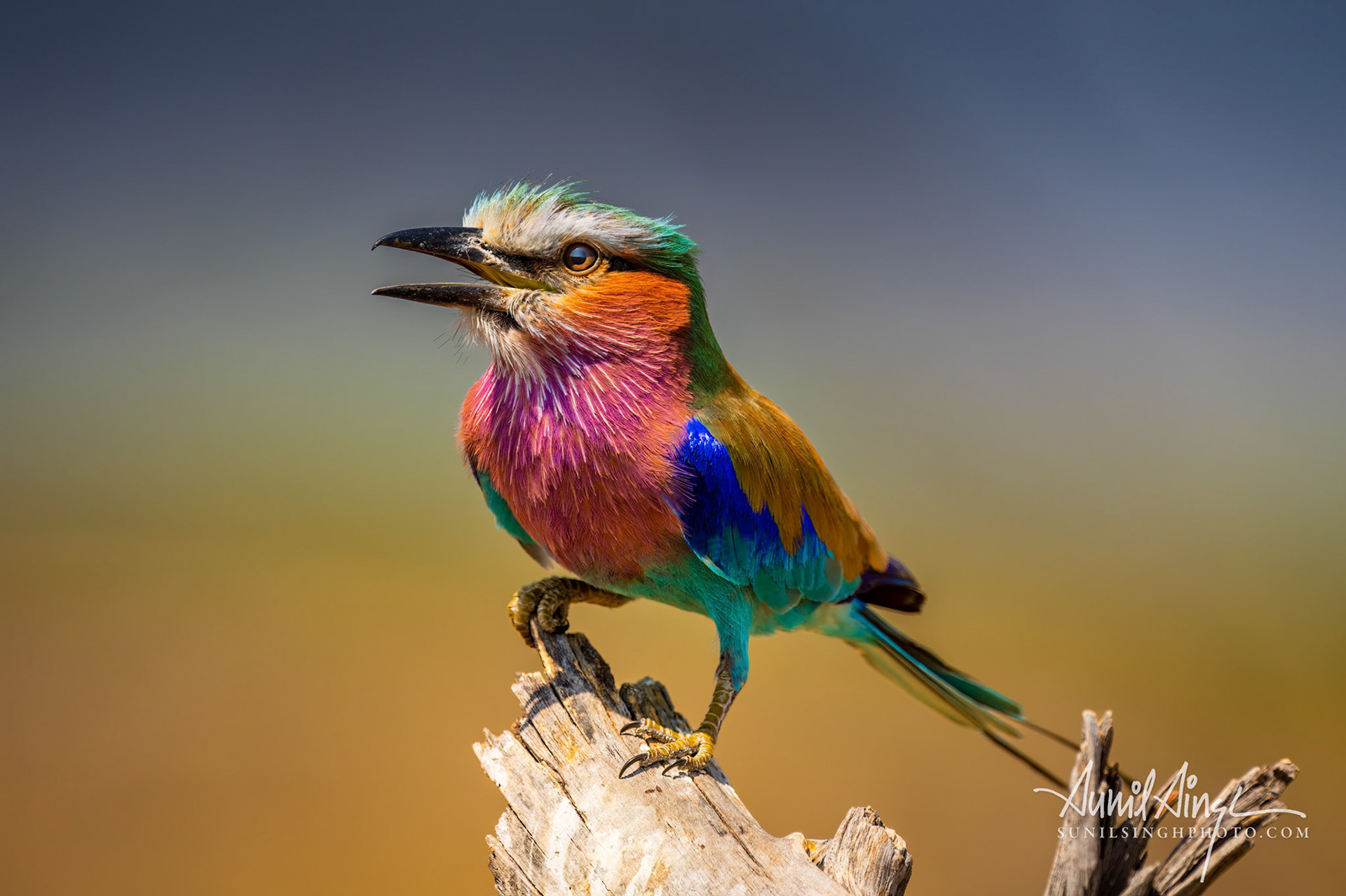 Lilac-breasted roller (Coracias caudatus), Savuti- Chobe National Park, Namibia