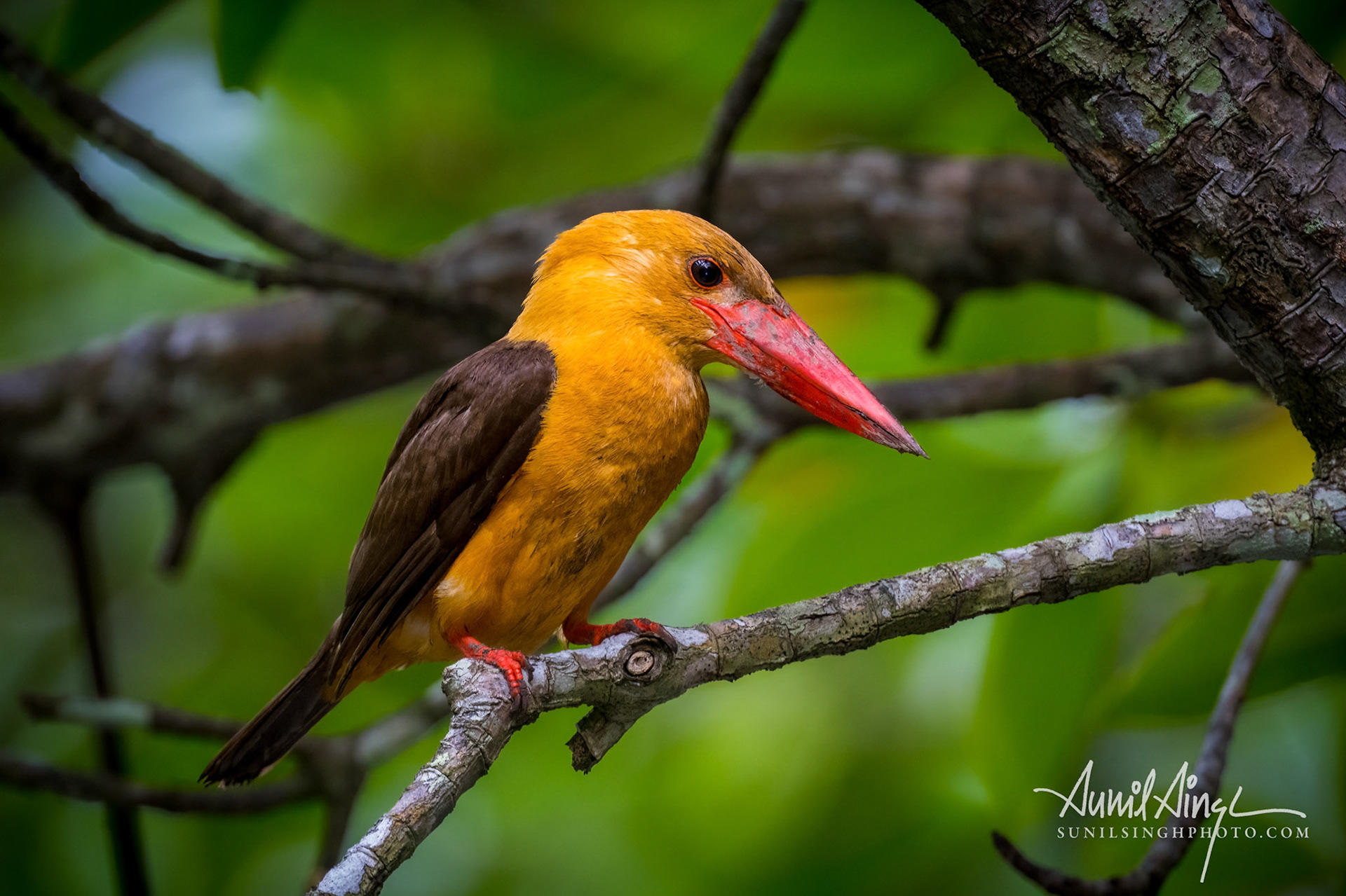 Brown-winged kingfisher (Pelargopsis amauroptera), Langkawi, Malaysia