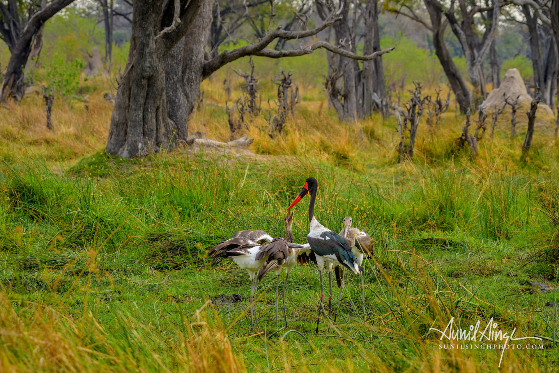 Saddle-billed stork (Ephippiorhynchus senegalensis) feeding chicks, Okavango Delta, Xakanaxa, Moremi Game Reserve