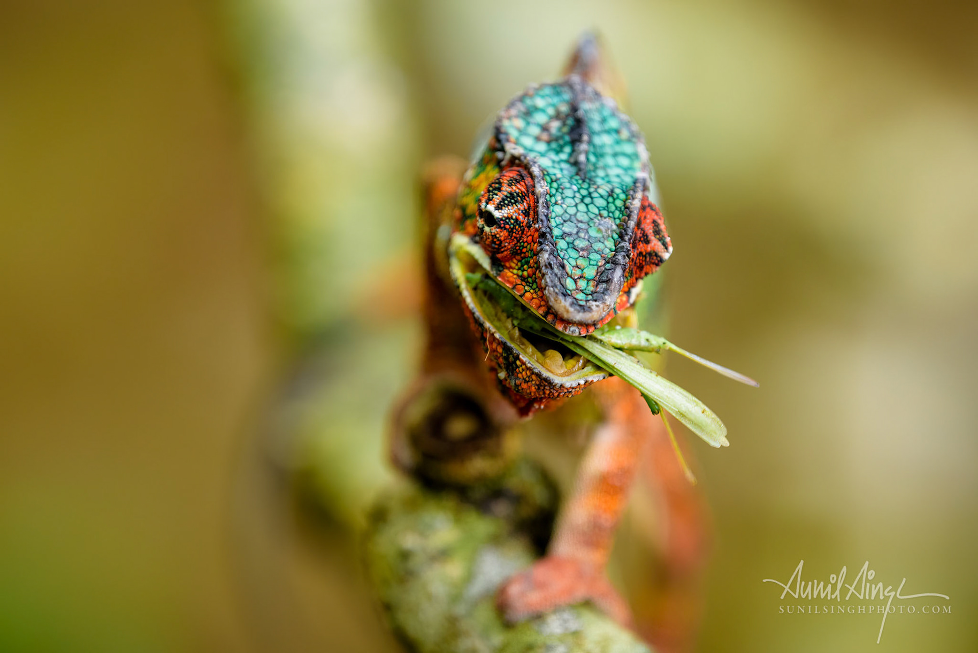 Panther Chameleon, Peyrieras Nature reserve, Marazevo, Madagascar