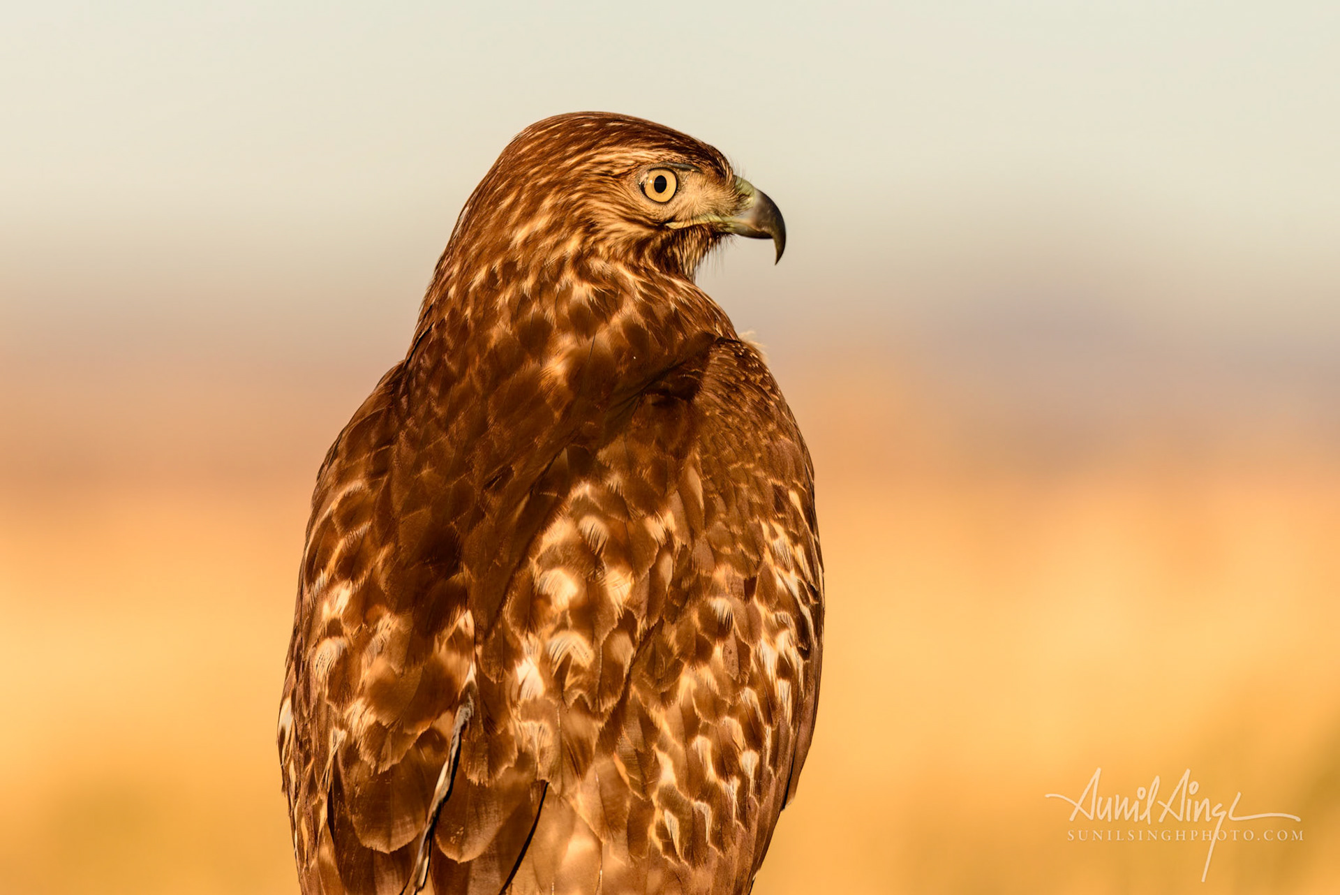 Red-tailed hawk (Buteo jamaicensis), Klamoth Falls, Oregon. USA