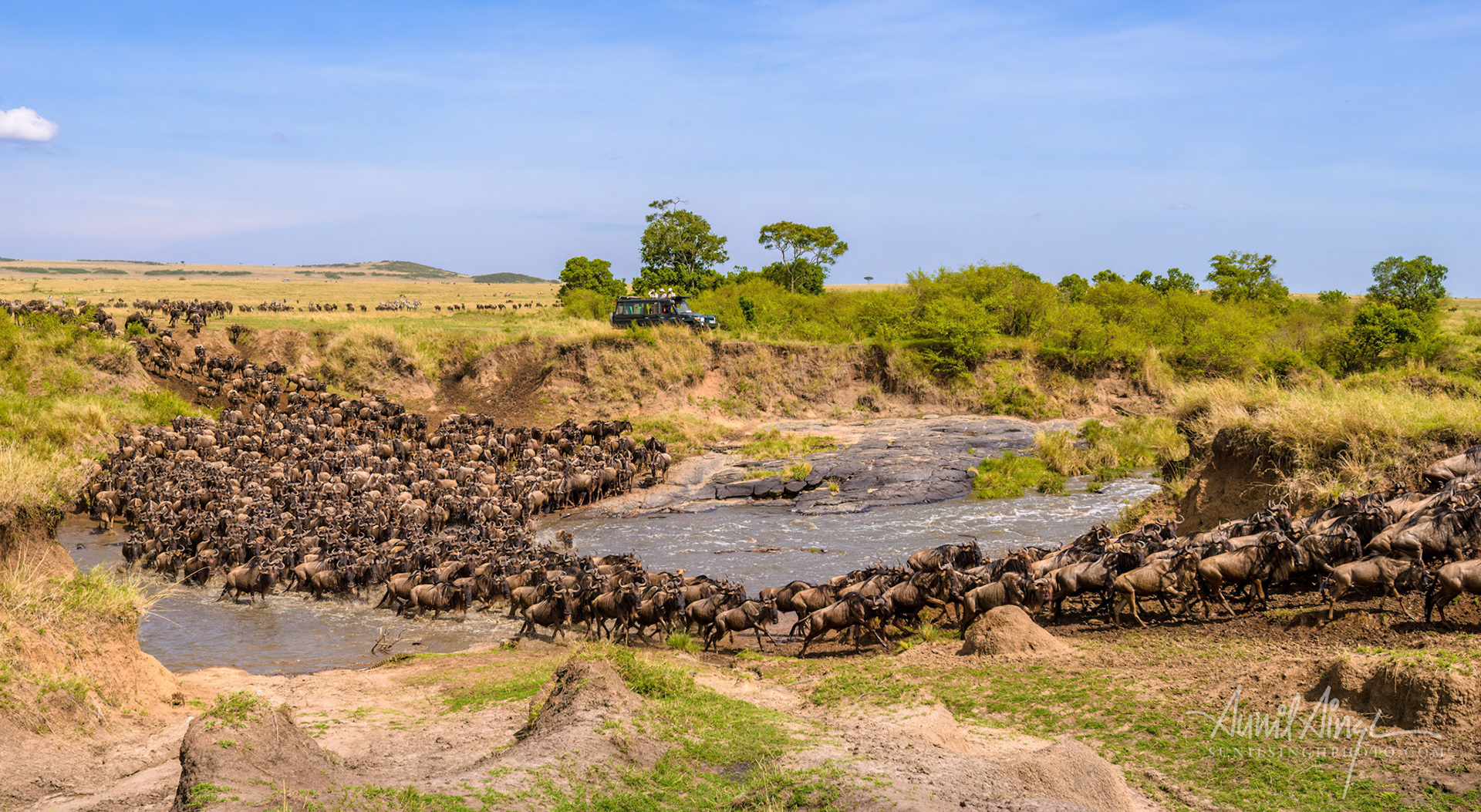 Migrating herd of Wildebeest, Masai Mara, Kenya