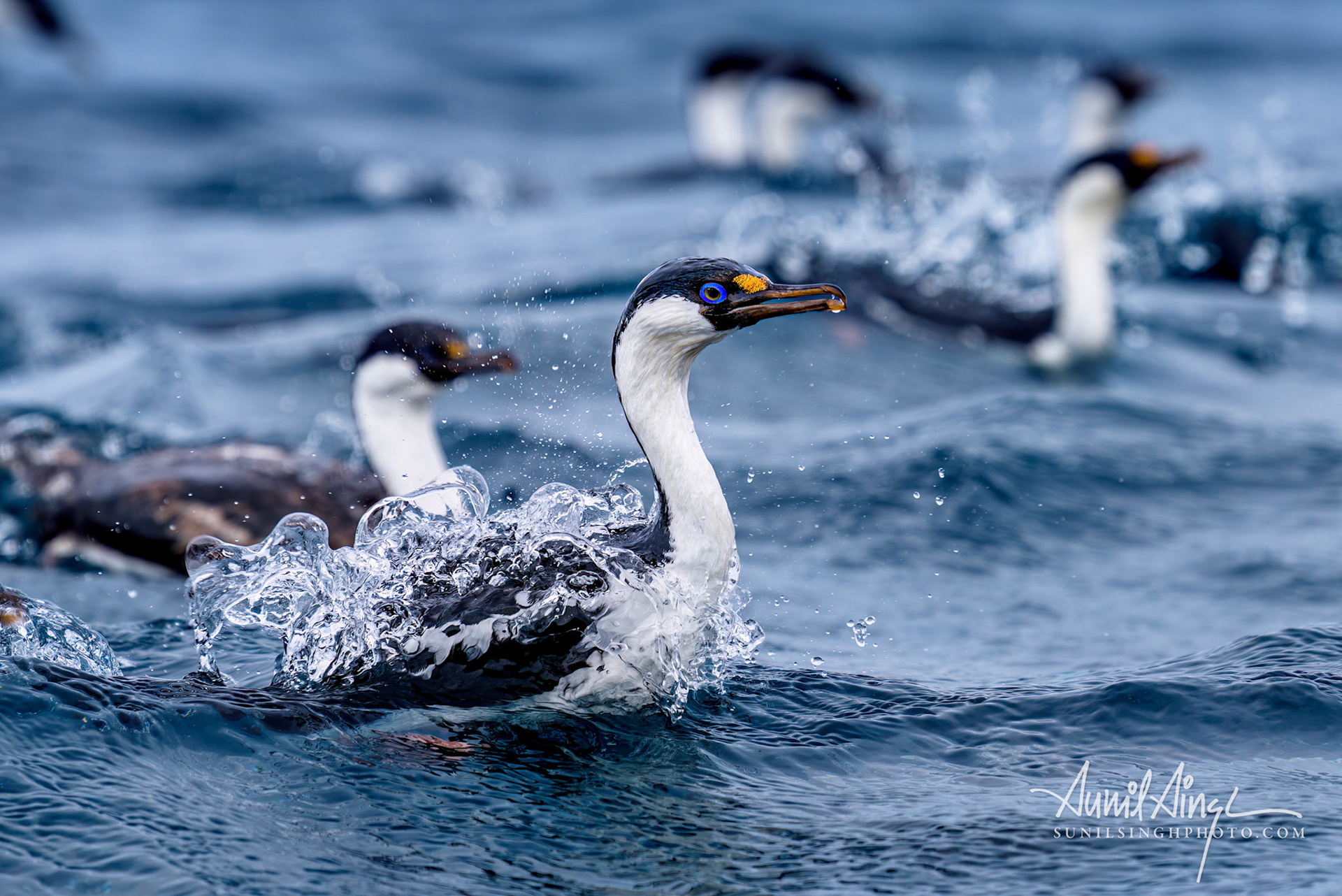 Antarctic shag (Leucocarbo bransfieldensis), Pleneau Island, Antarctica