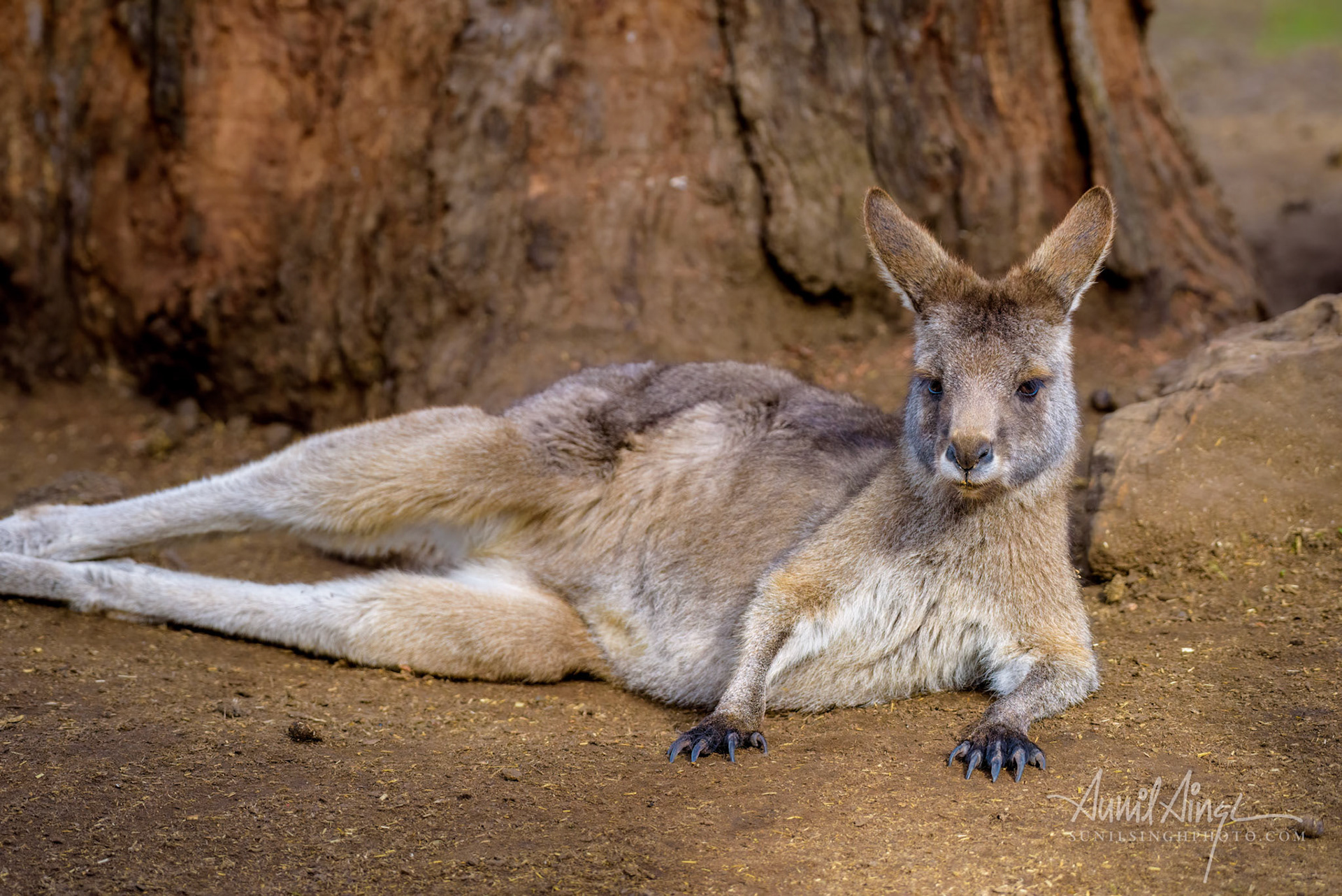 Eastern grey kangaroo, Tasmania, Australia