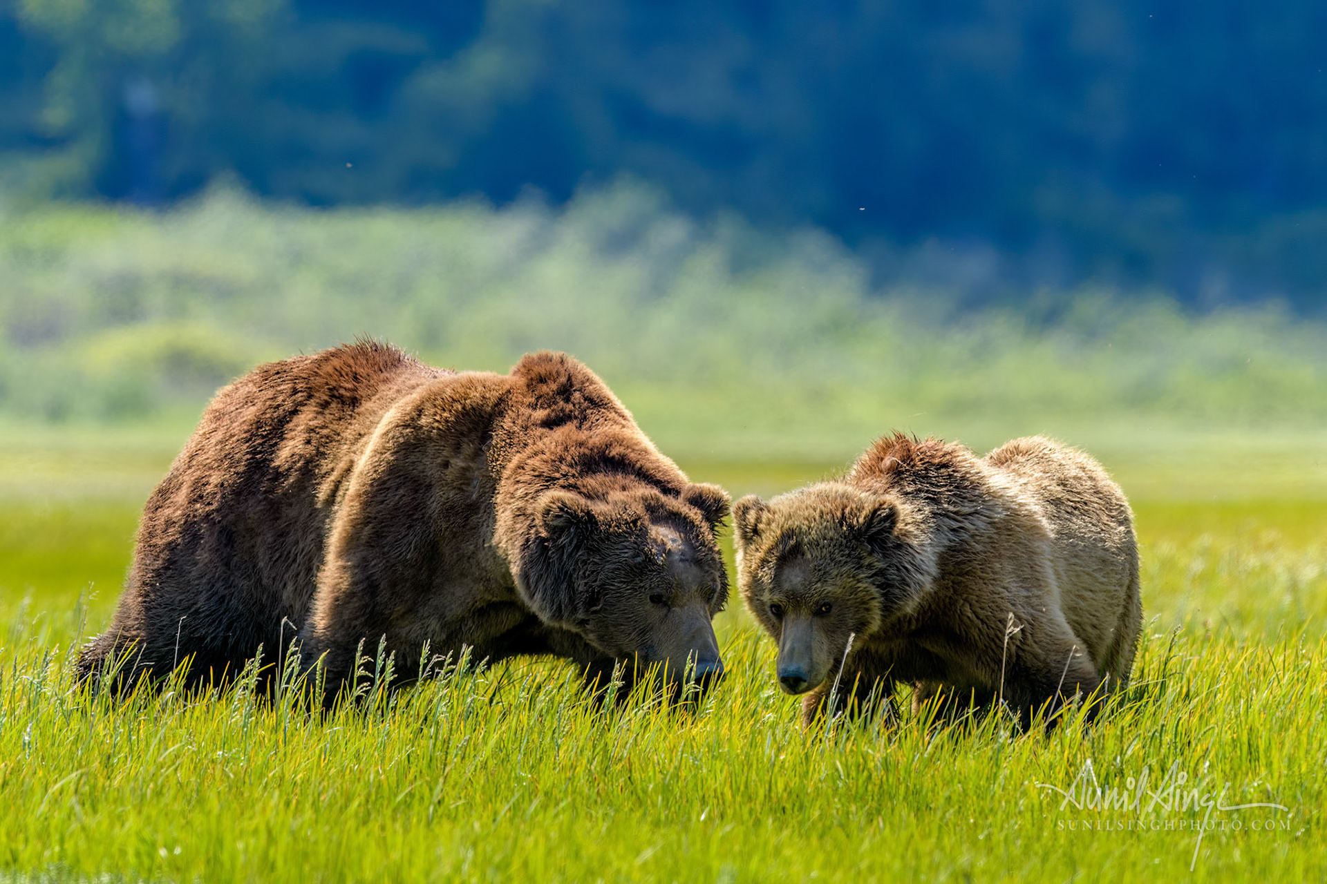 Brown Bears courting, Katmai National Park, Homer, Alaska