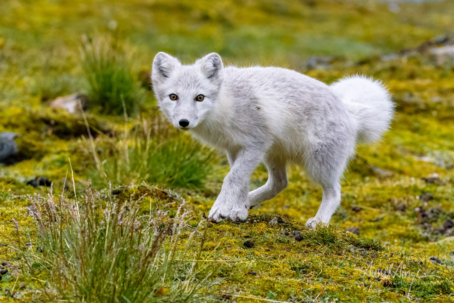 Arctic Fox, Svalbard, Norway