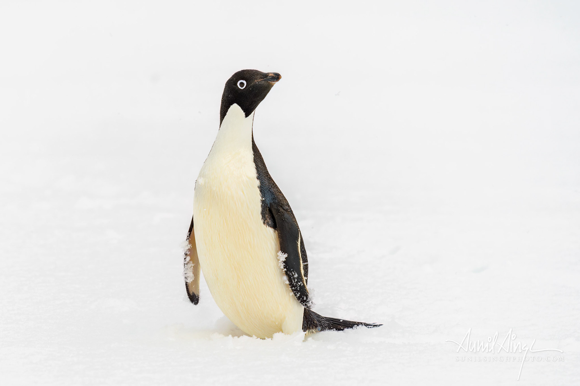 Adélie penguin (Pygoscelis adeliae), Half Moon Island, Antarctica