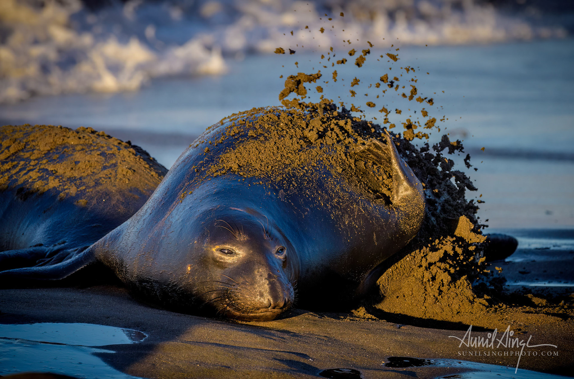 Elephant Seal - female, Elephant seal rookery, San Simeon, CA, USA