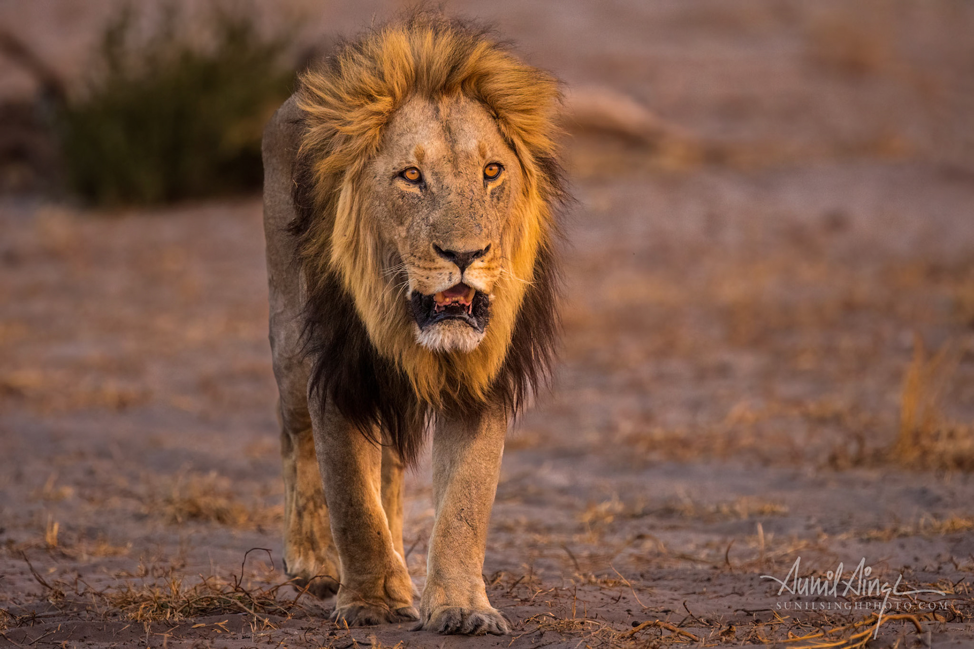 African Lion, Savuti - Chobe National Park