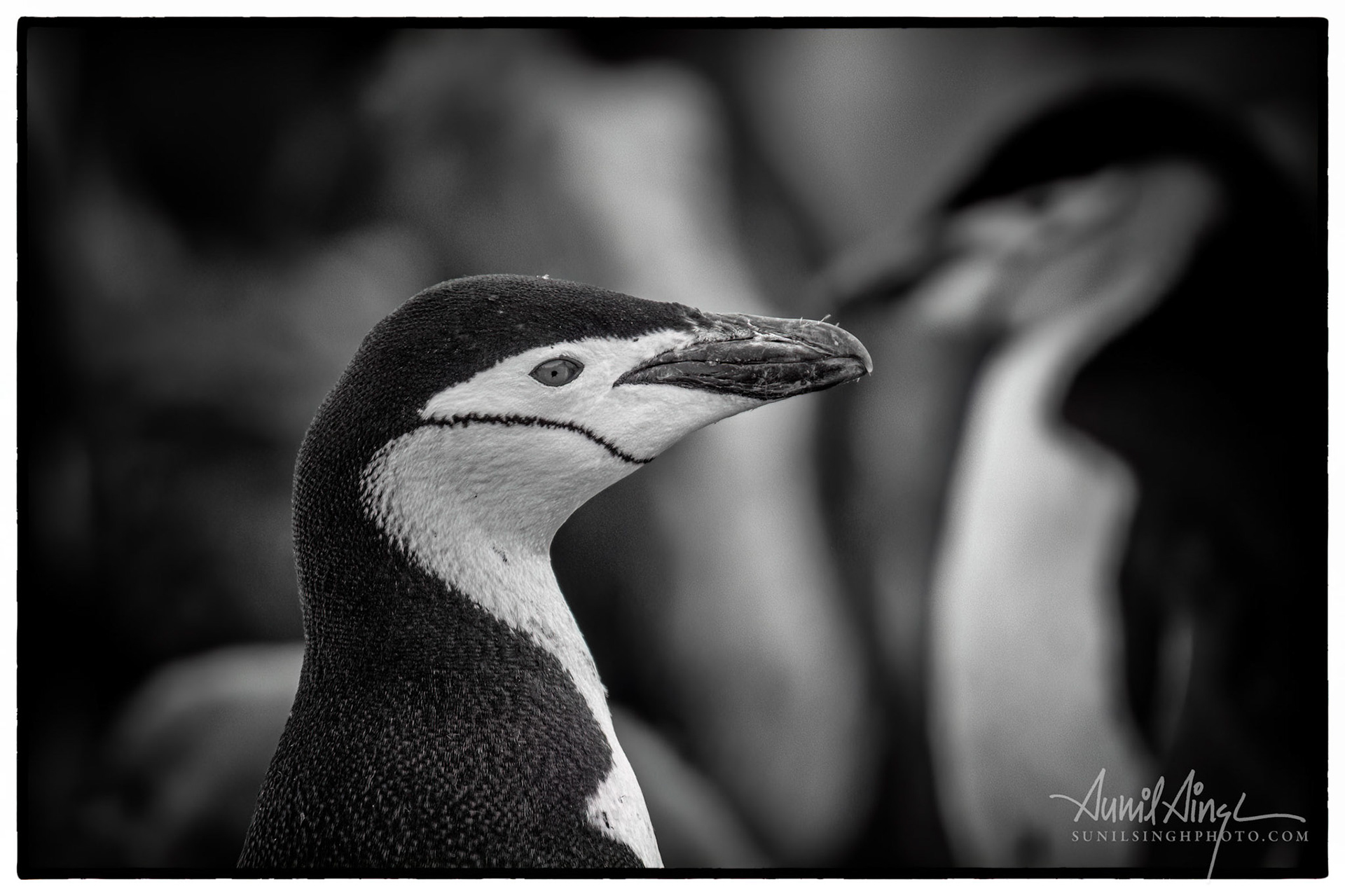 Chinstrap penguin (Pygoscelis antarcticus), Half Moon Island, Antarctica