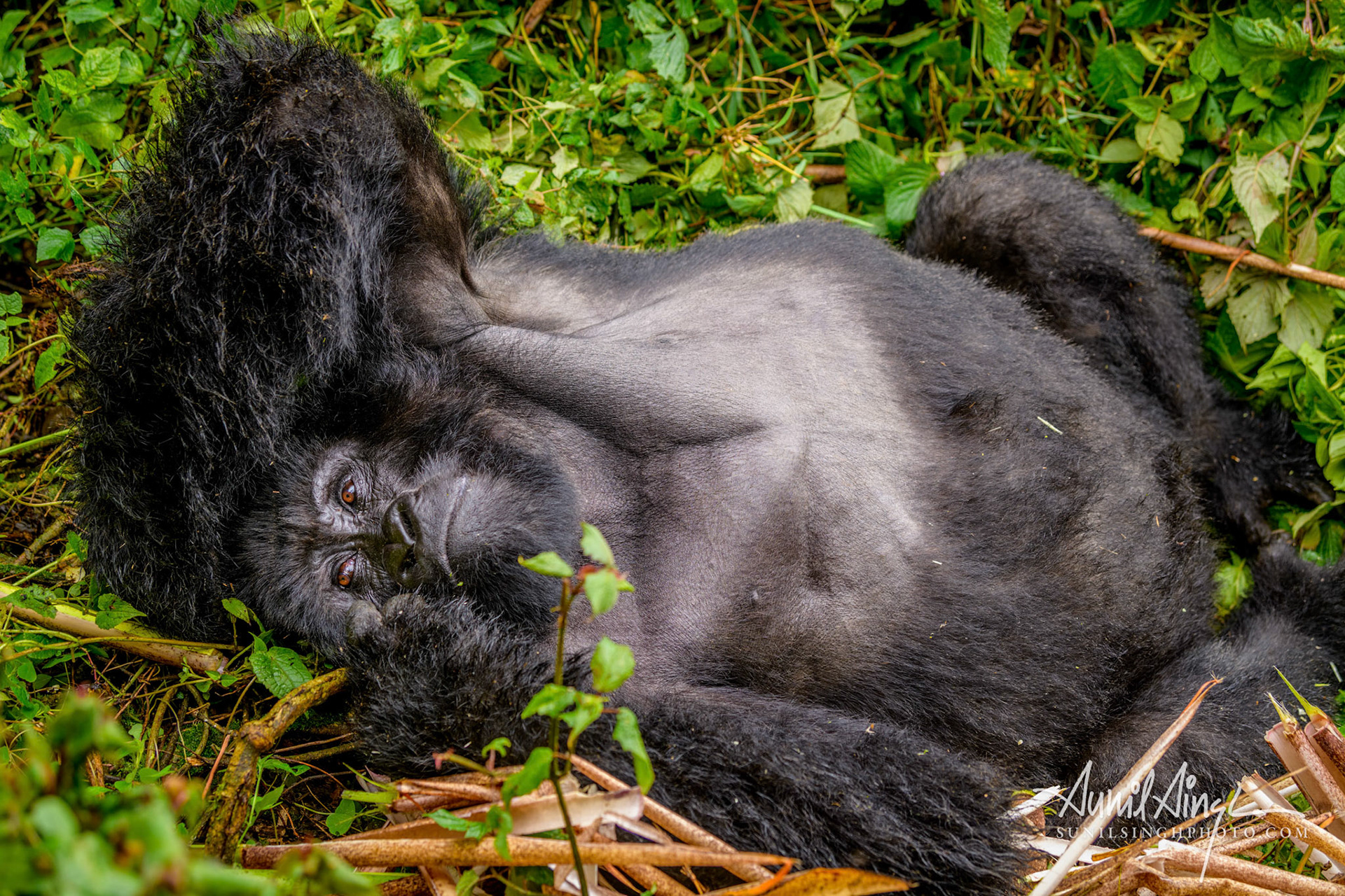 Mountain gorilla, silverback, Bwindi Impenetrable National Park, Uganda