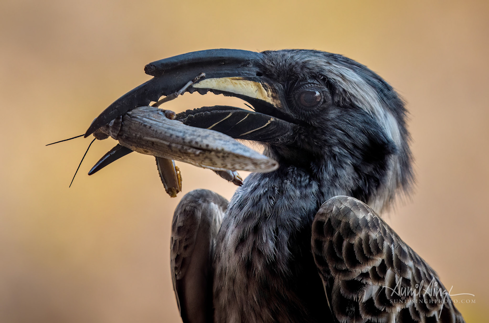 African grey hornbill (Lophoceros nasutus), Etosha, Namibia