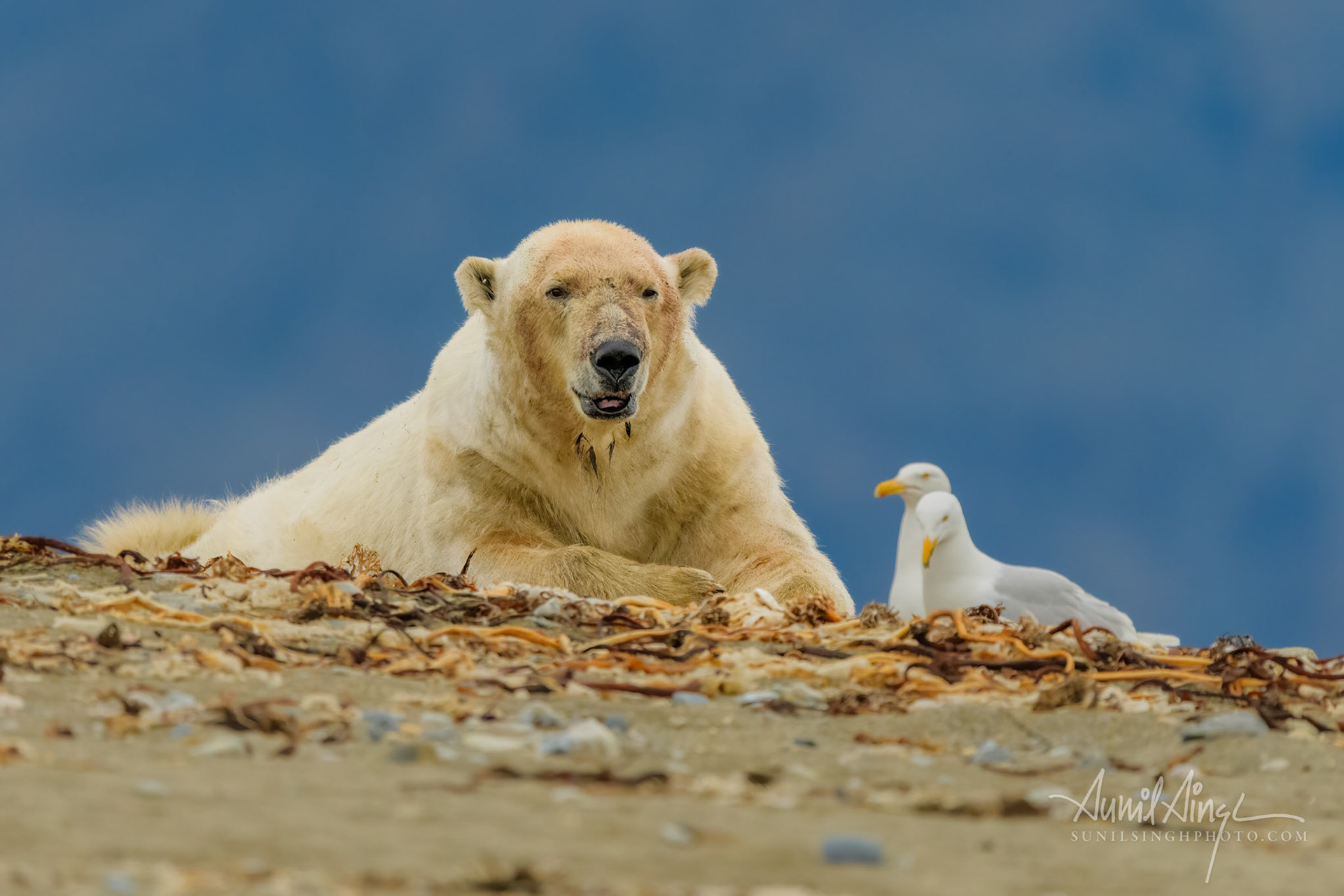 Polar Bear, Svalbard, Norway