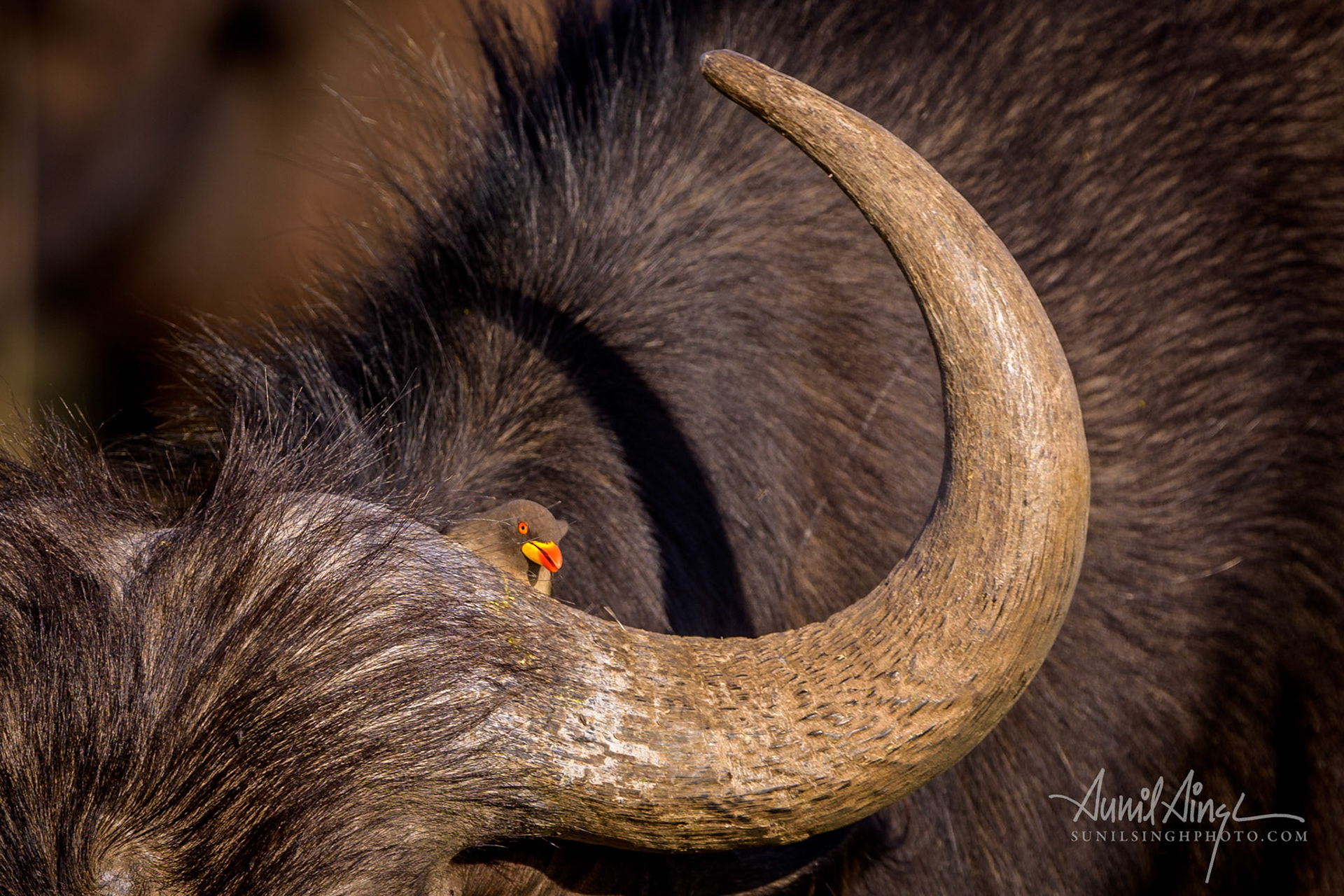 Cape Buffalo with Yellow-billed Ox pecker, Olare Motorogi Conservancy, Kenya