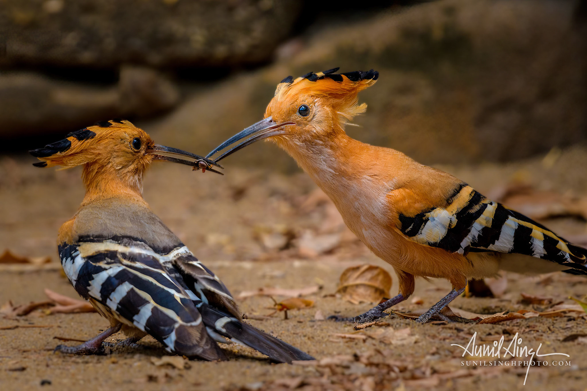Madagascar hoopoe (Upupa marginata), Isalo , Madagascar