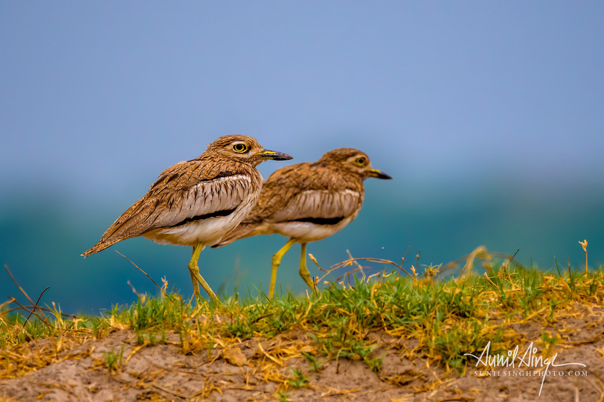 Water thick-knee (Burhinus vermiculatus), Serondella Area, Chobe National Park