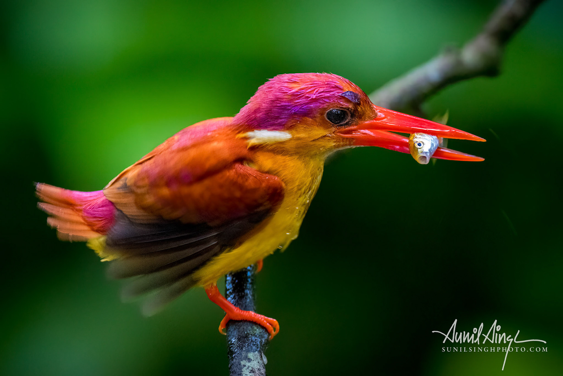 Rufous-backed Dwarf-Kingfisher (Ceyx rufidorsa), Kuala Lumpur, Malaysia