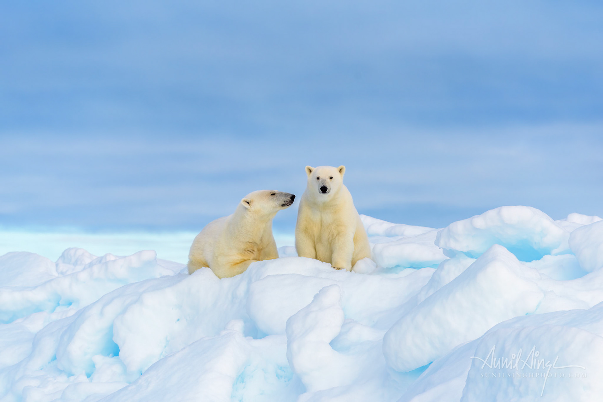 Polar Bear mother and daughter, Svalbard, Norway