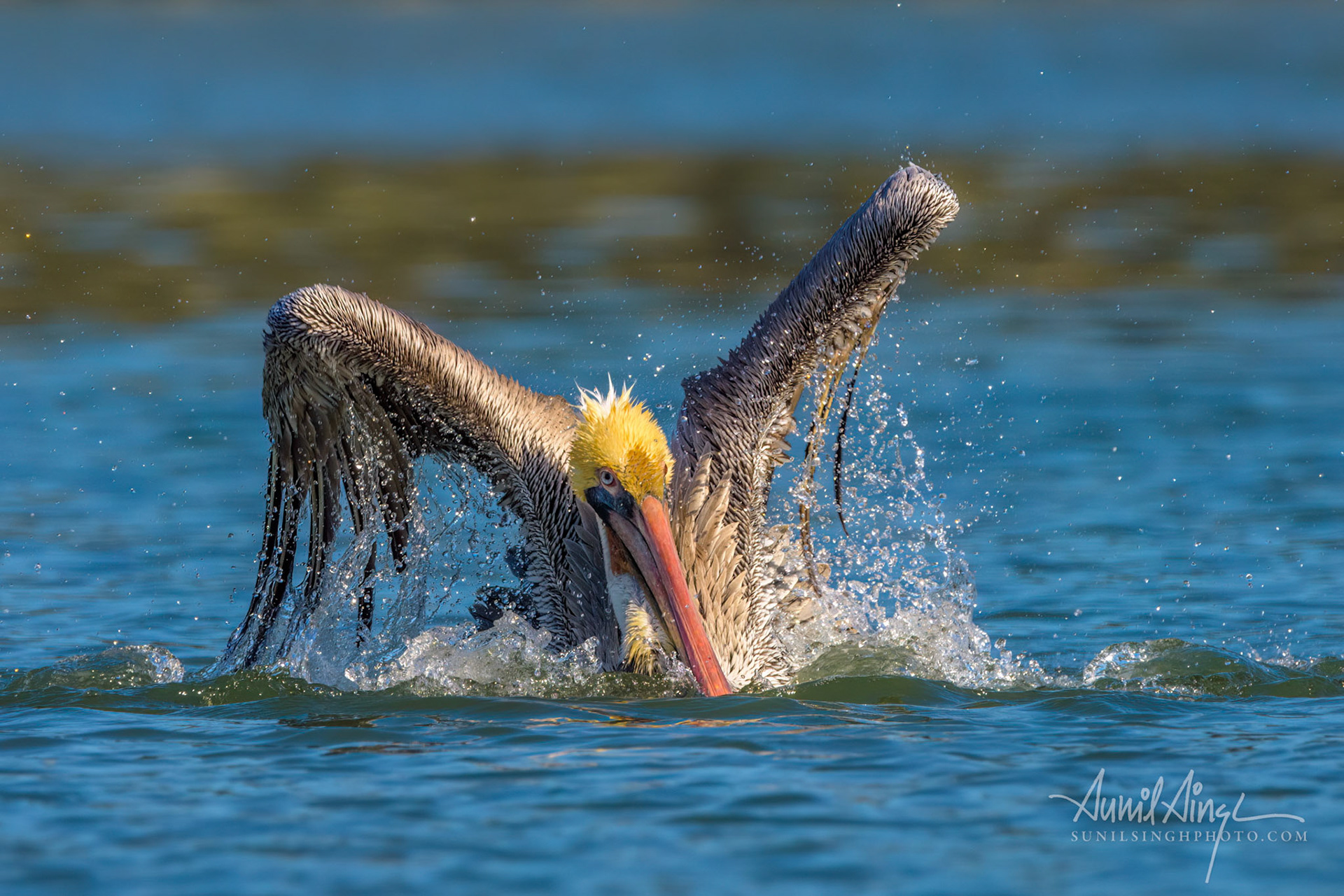 California Brown Pelican (Pelecanus occidentalis), Moss Landing, Califirnia, USA