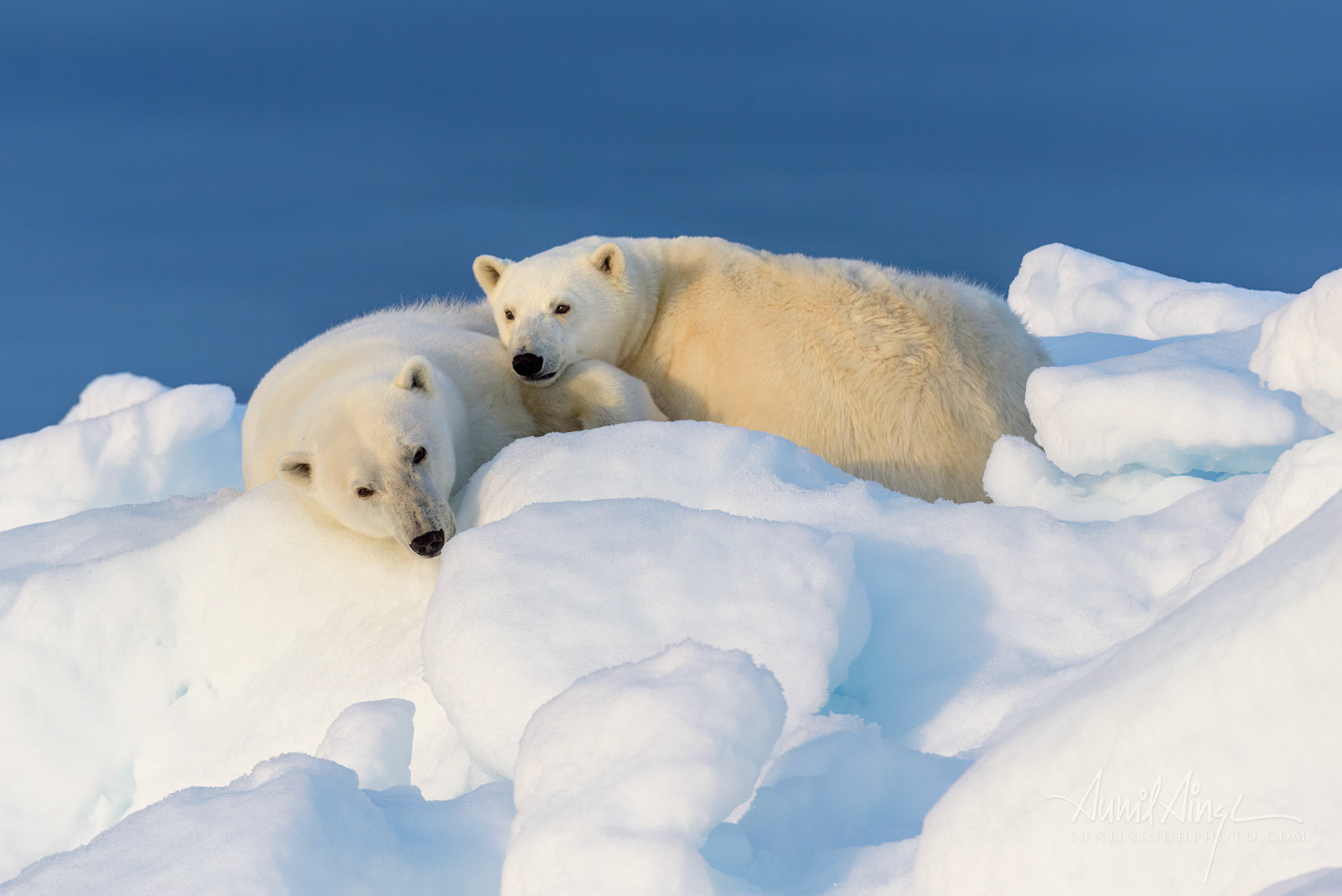 Polar Bear mother and daughter, Svalbard, Norway
