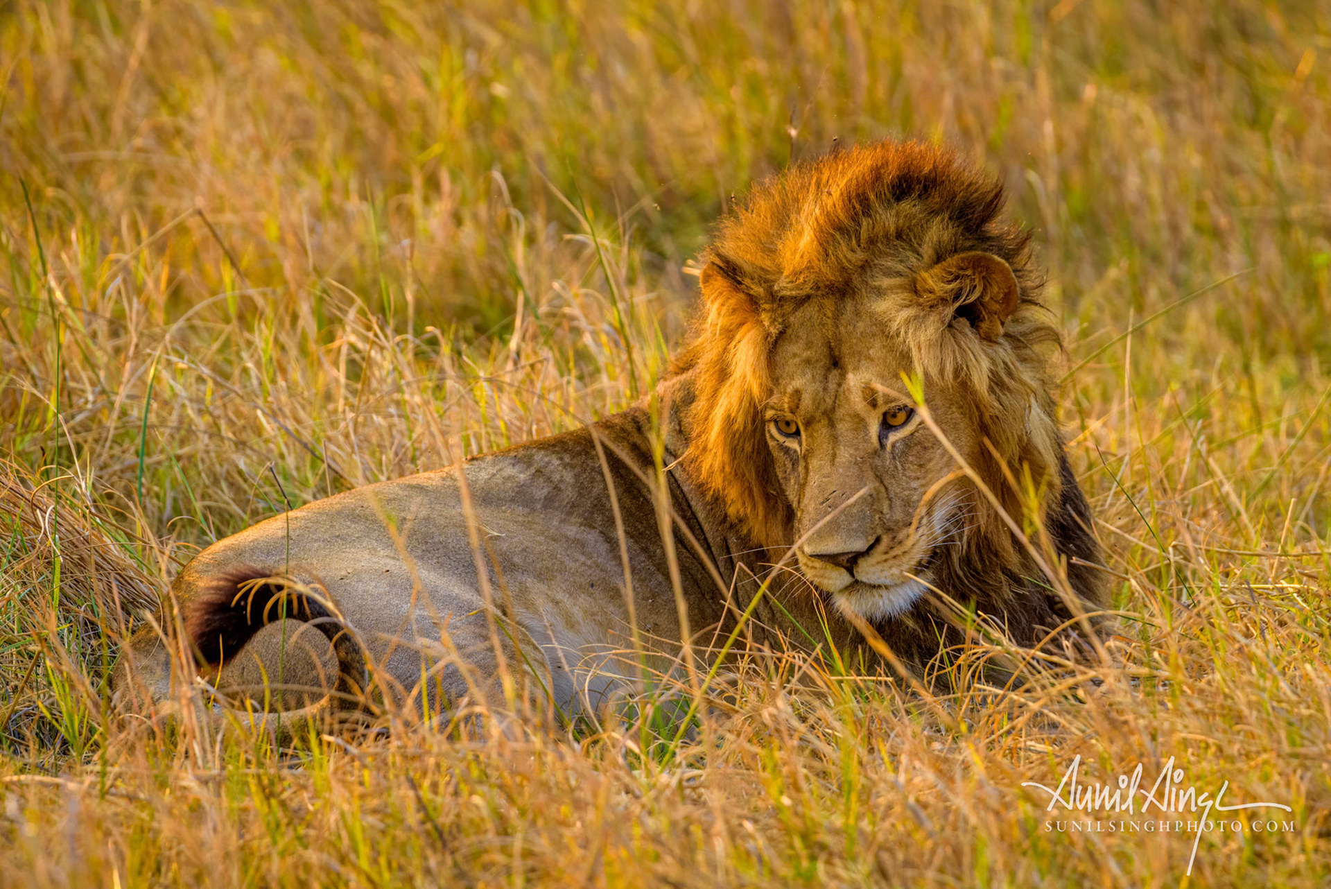 African Lion, Okavango Delta, Xakanaxa, Moremi Game Reserve