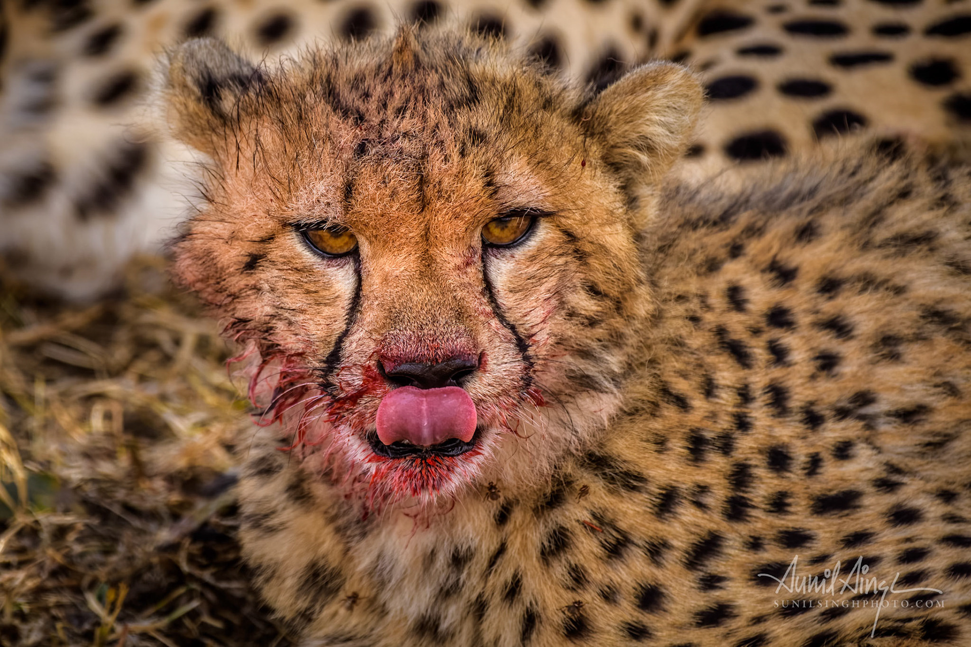 Cheetah cub - cleans up after the meal, Ol Kinyei Conservancy, Kenya