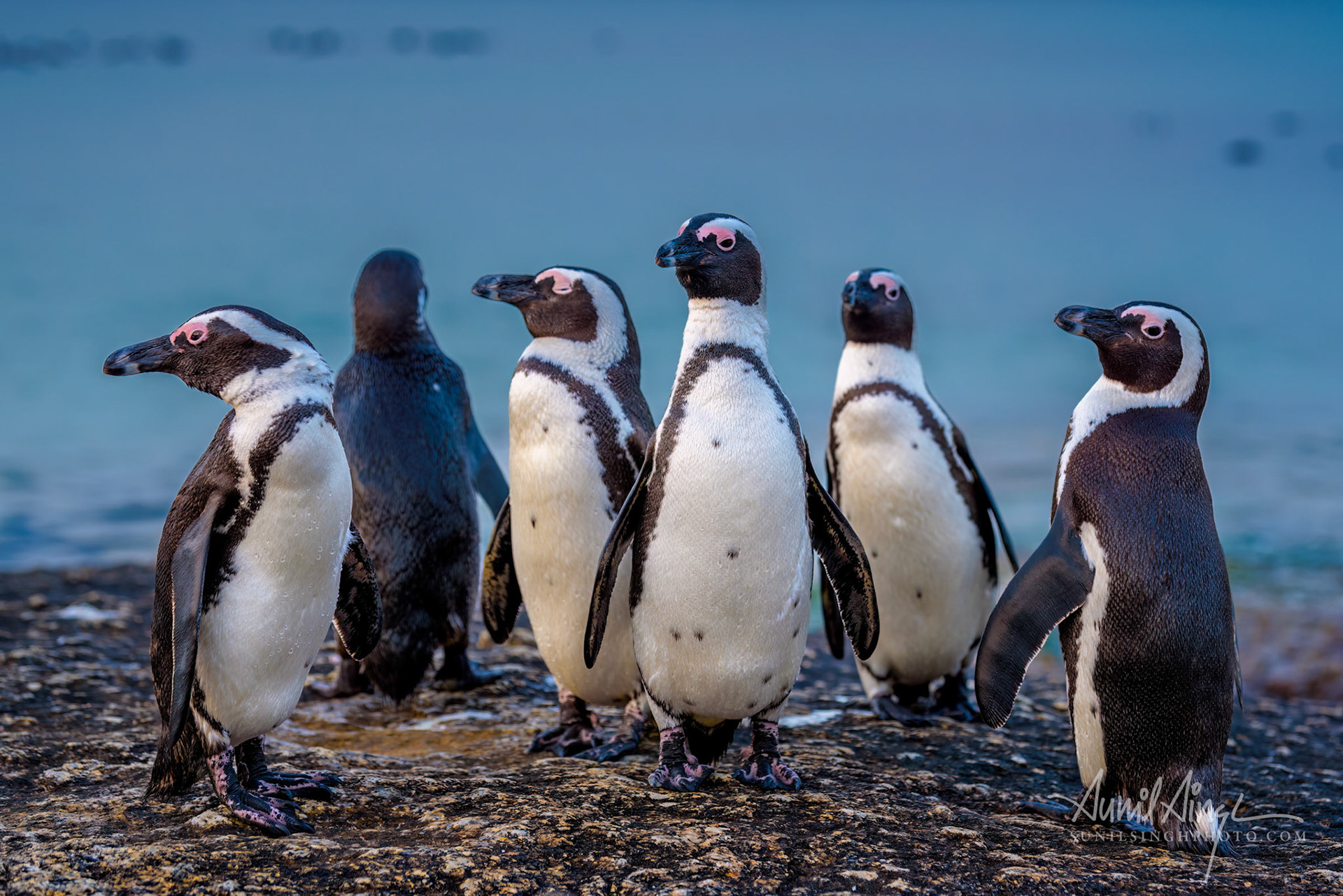 African penguin (Spheniscus demersus), Boulders Beach near Simon’s Town, Cape Town, South Africa