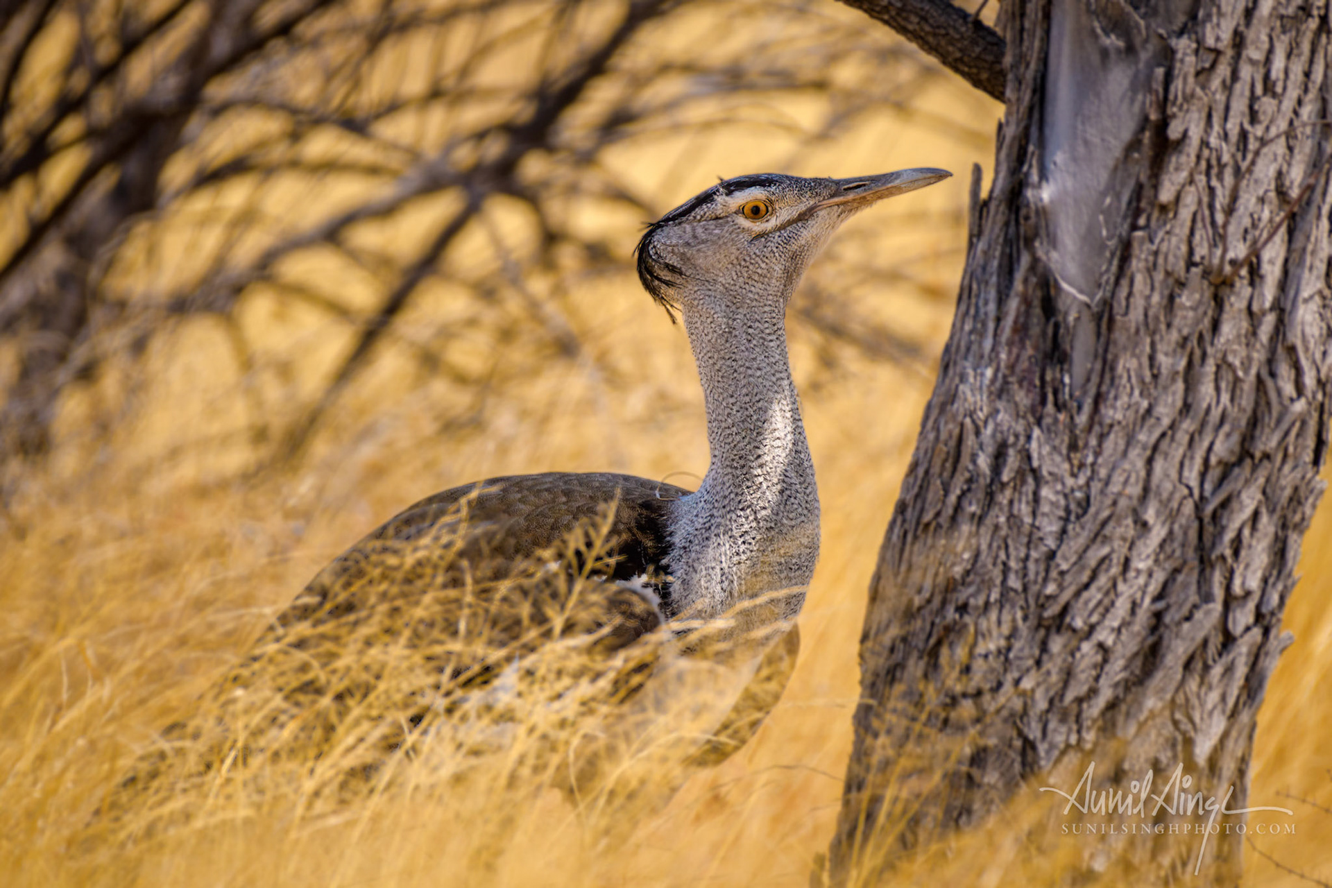 kori bustard (Ardeotis kori), Etosha, Namibia