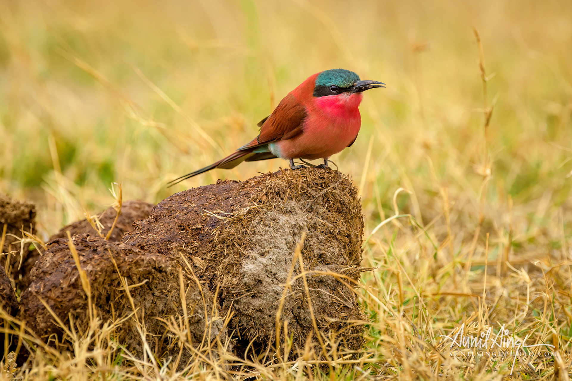 Southern carmine bee-eater (Merops nubicoides) sitting on elephant dung, Botswana